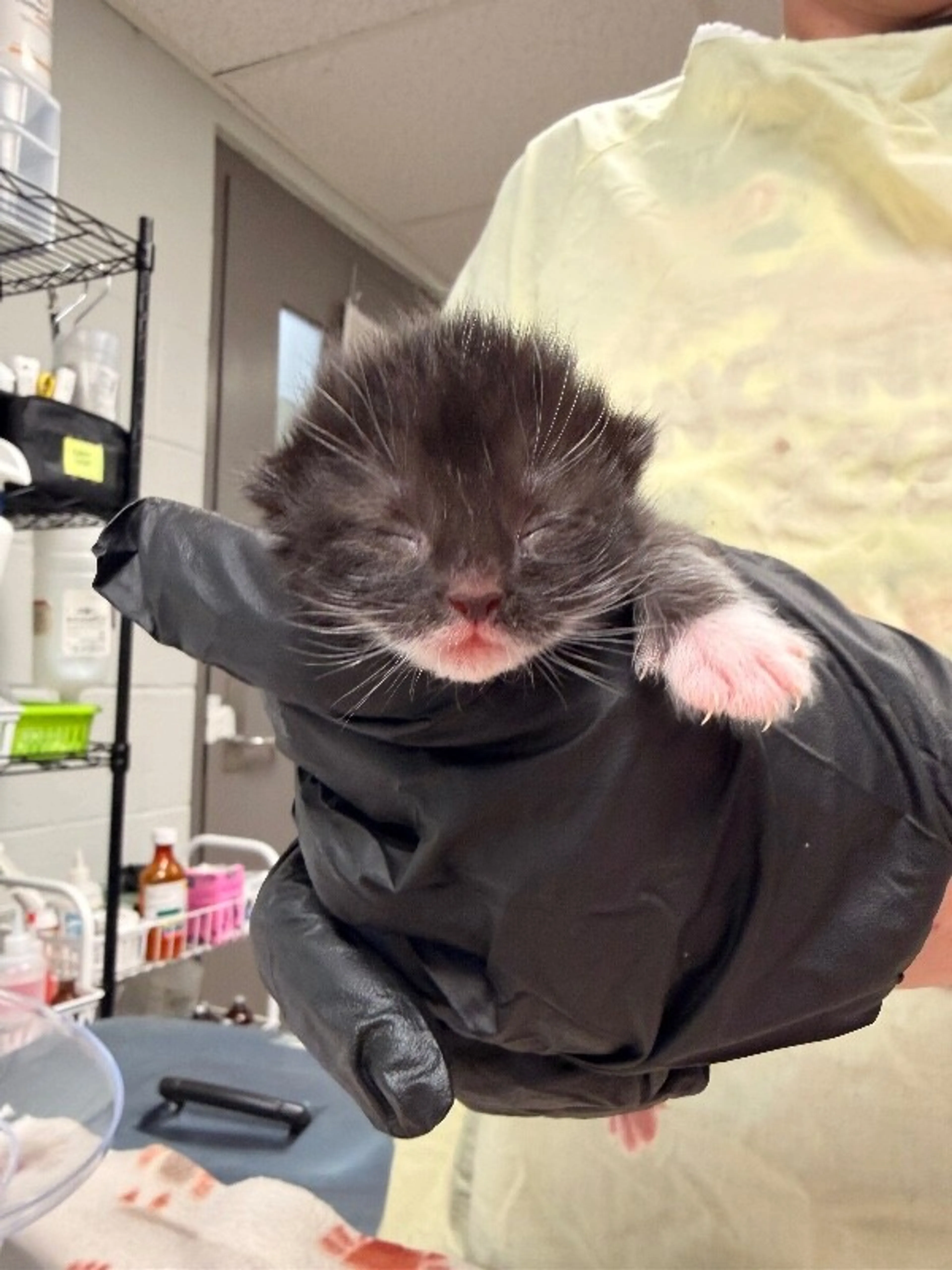 Found pet