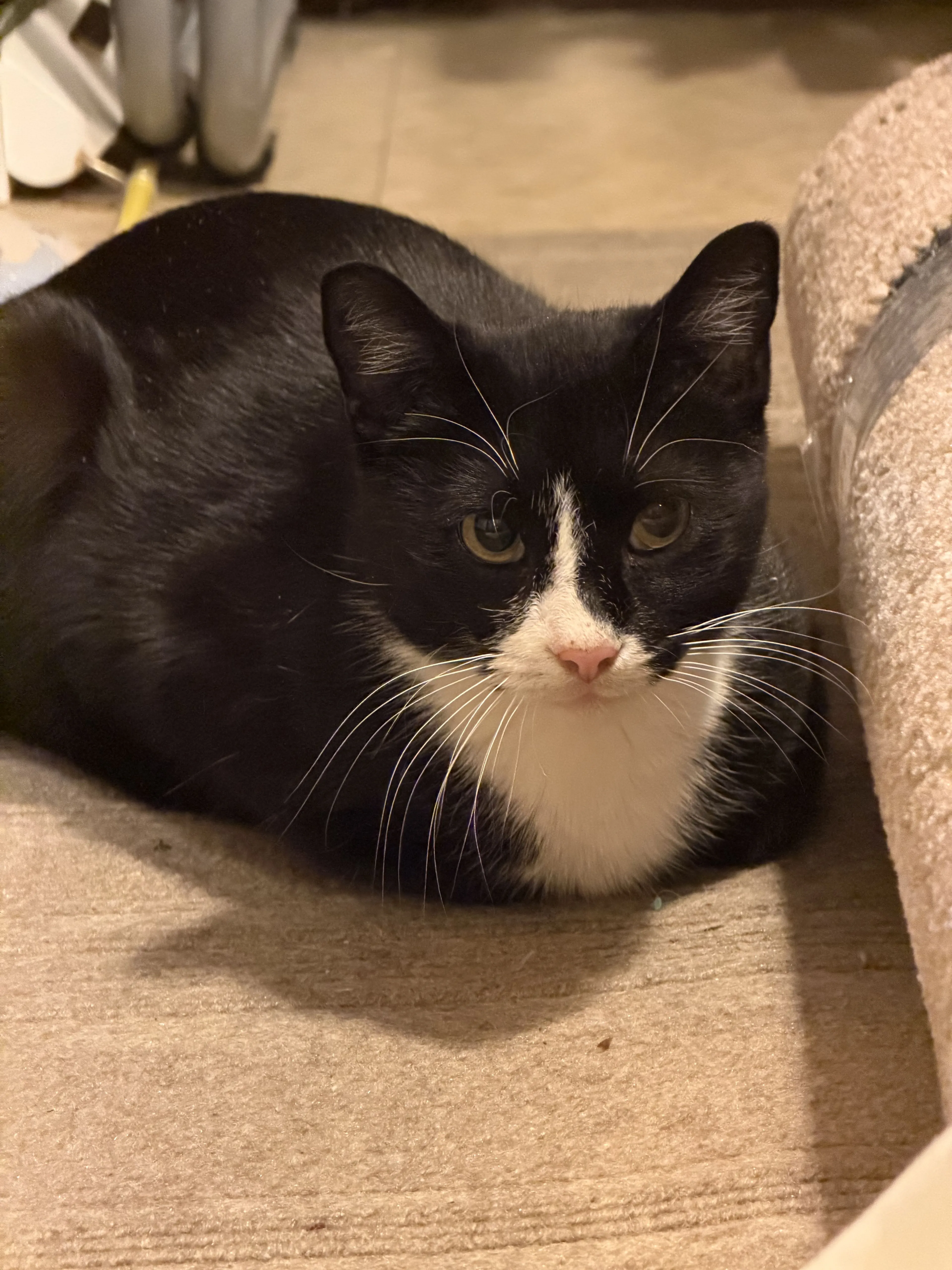 Lost pet