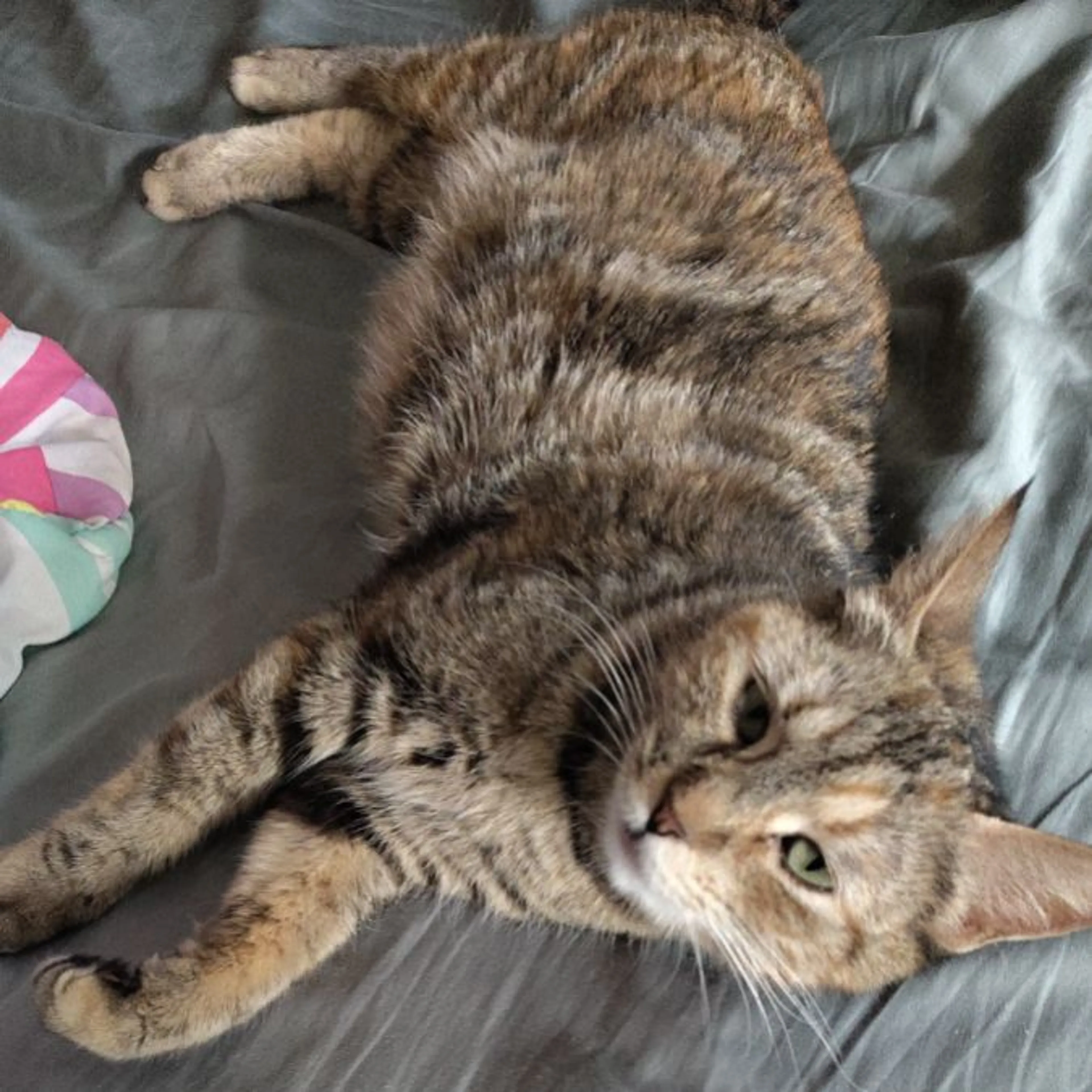Lost pet