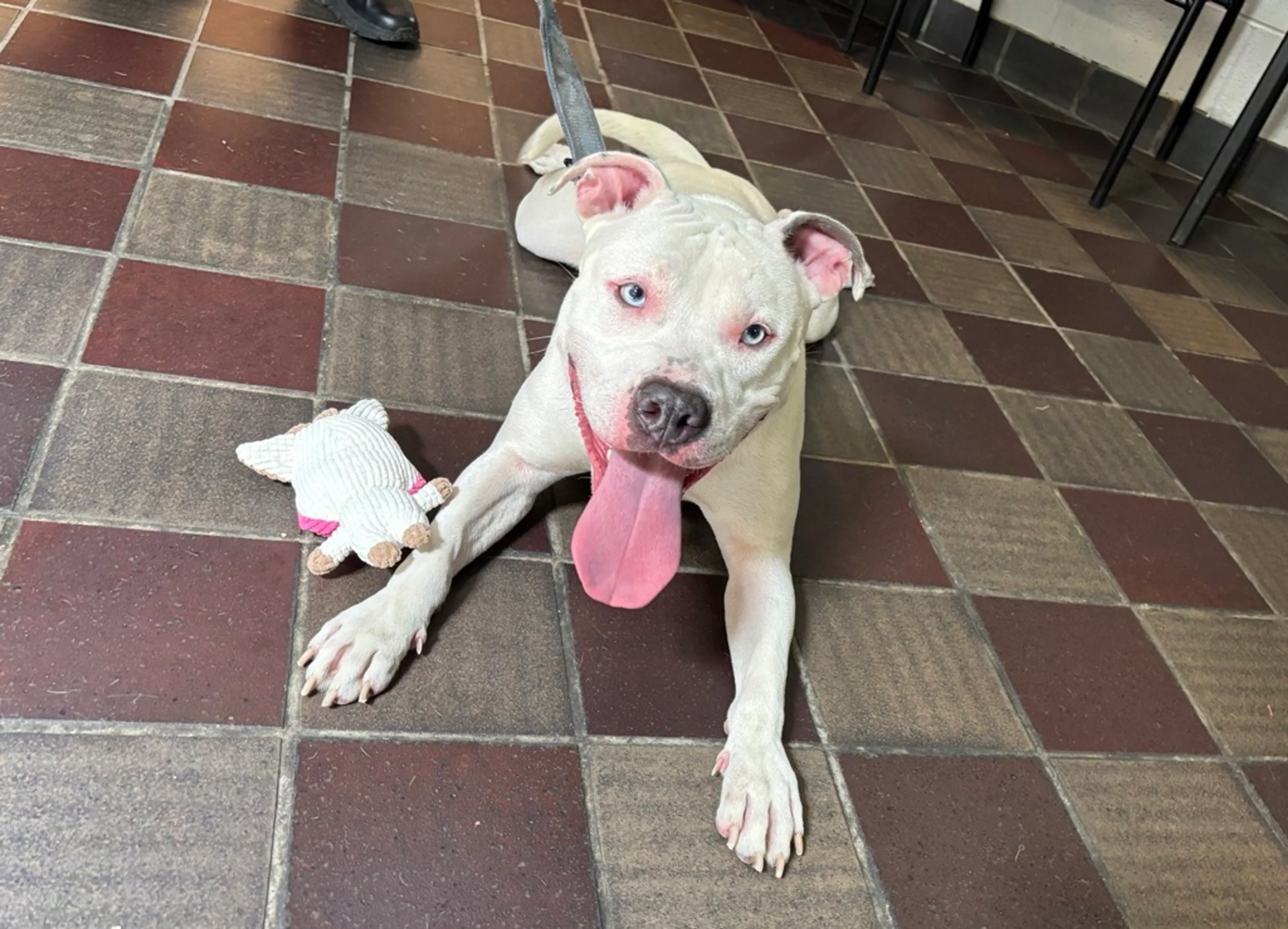 Found pet-1