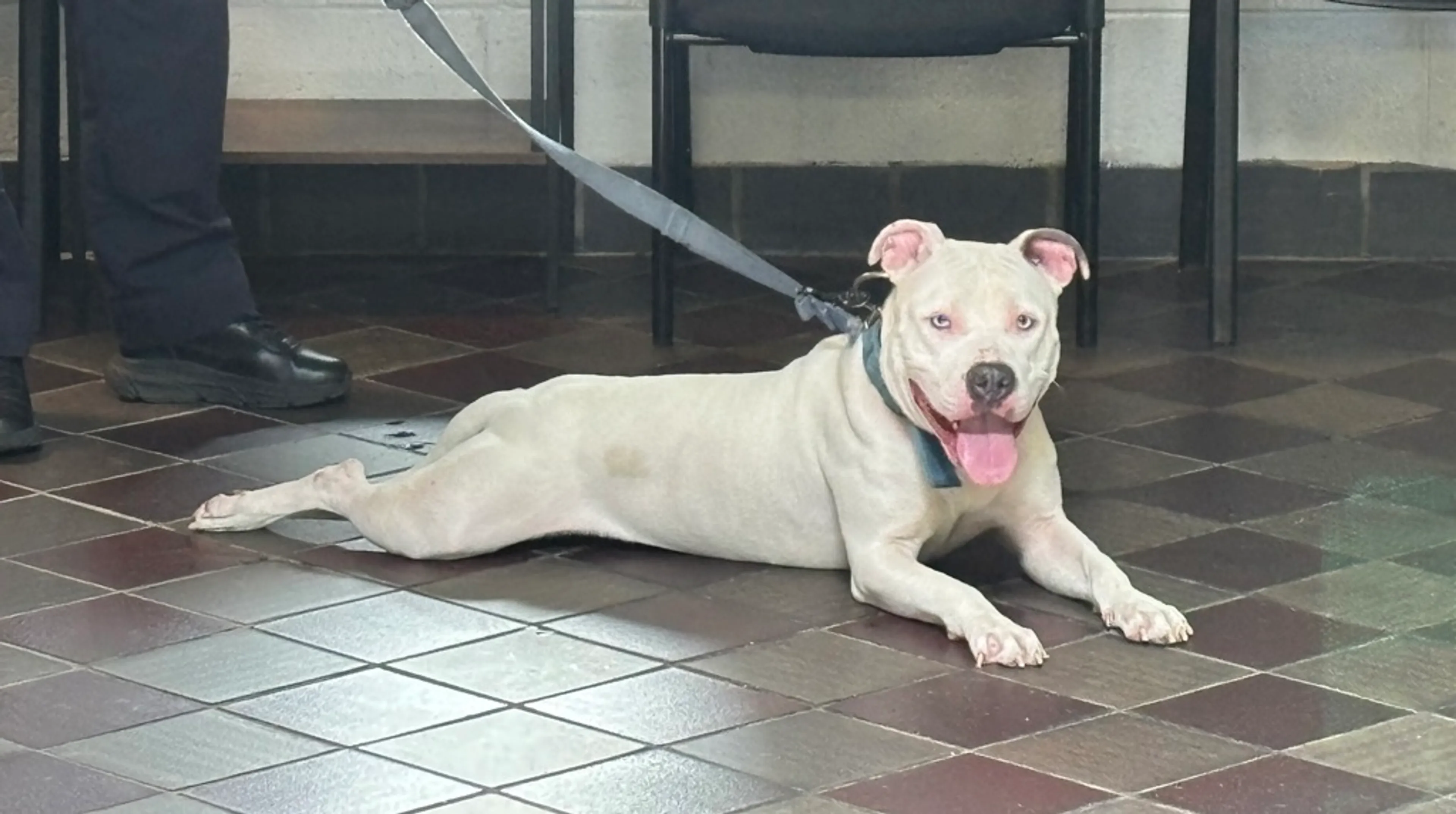 Found pet-2