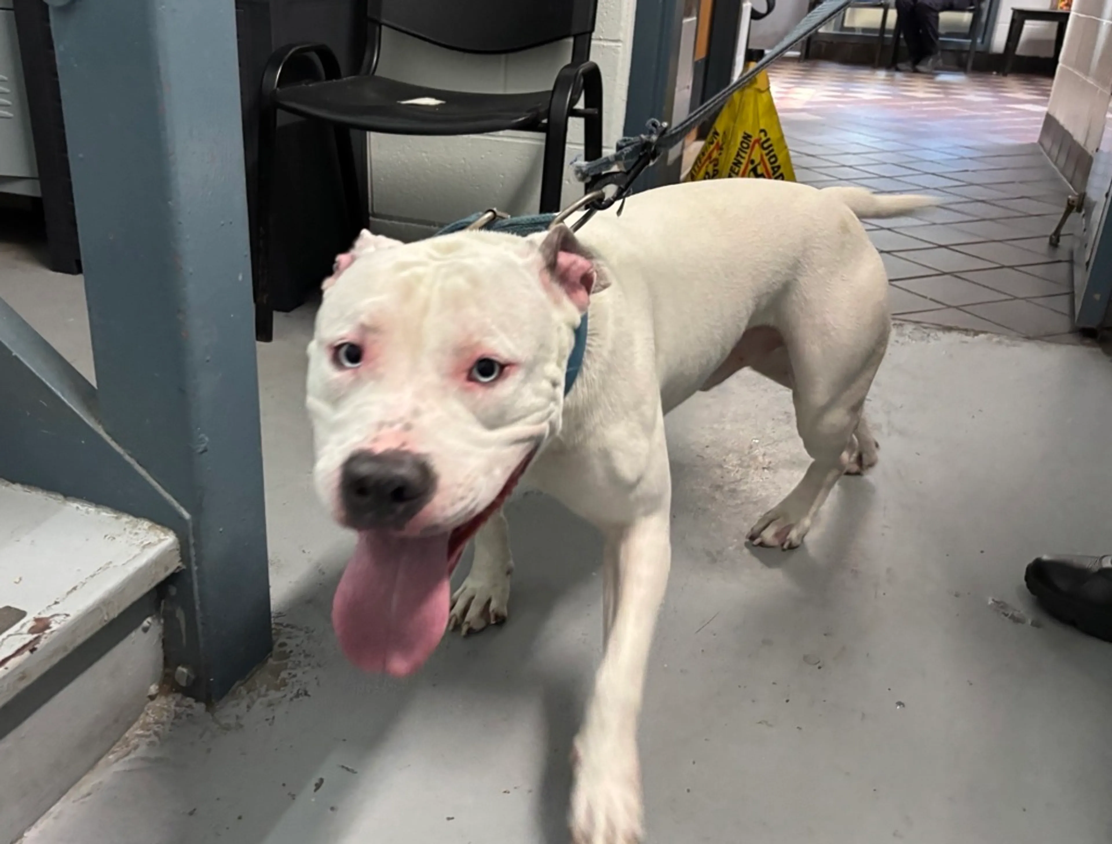 Found pet-3