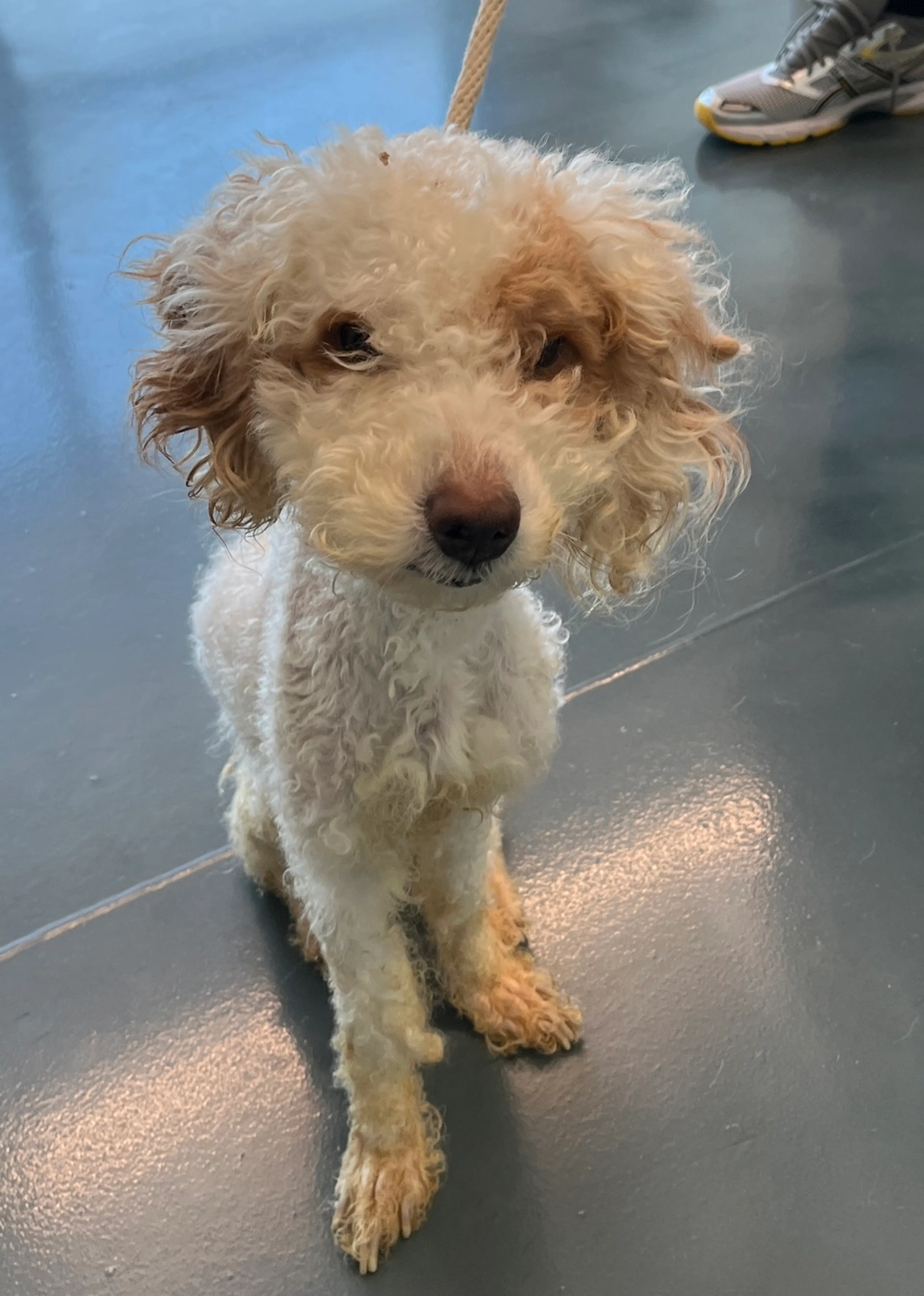 Found pet-1