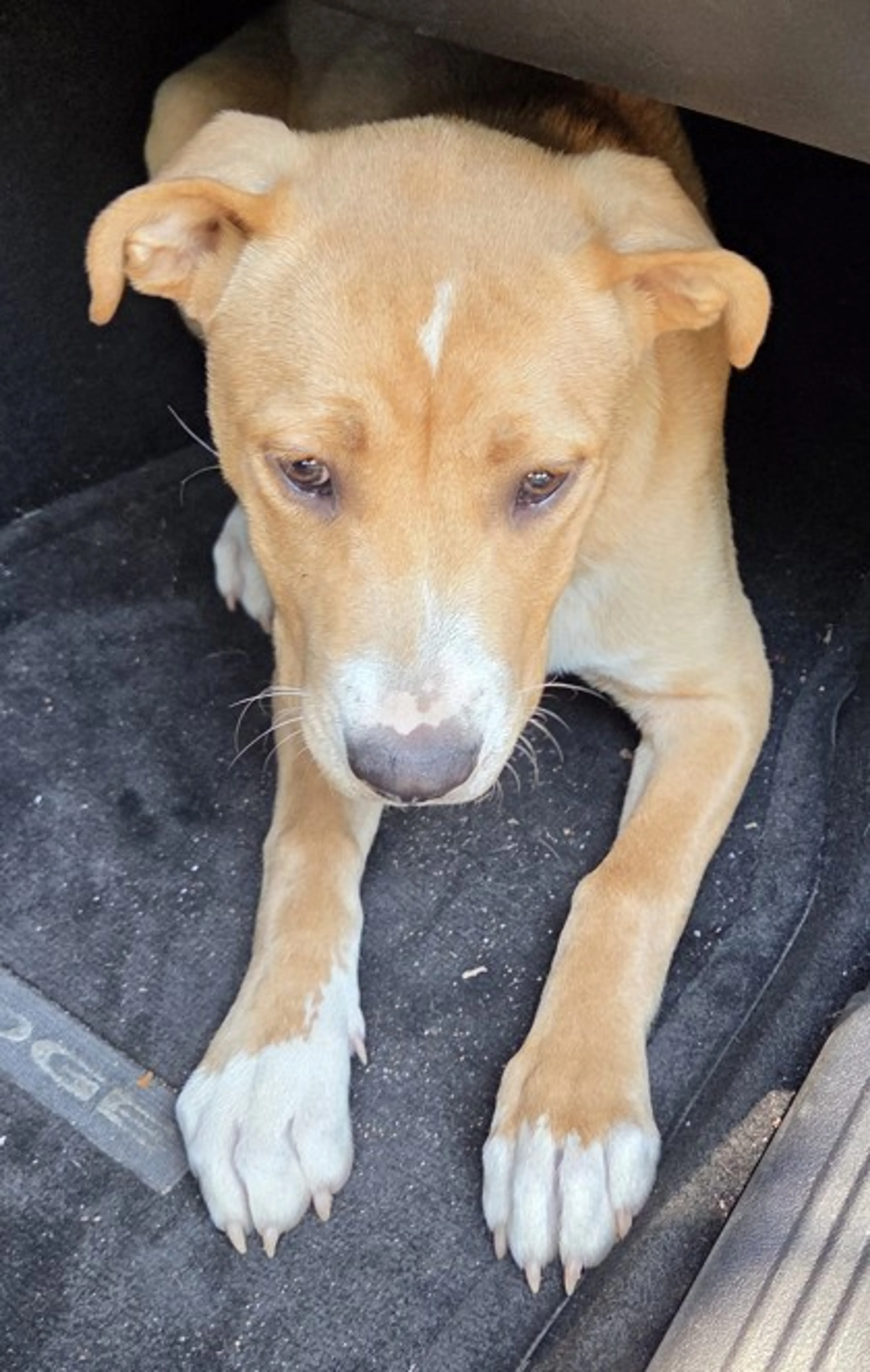 Found pet
