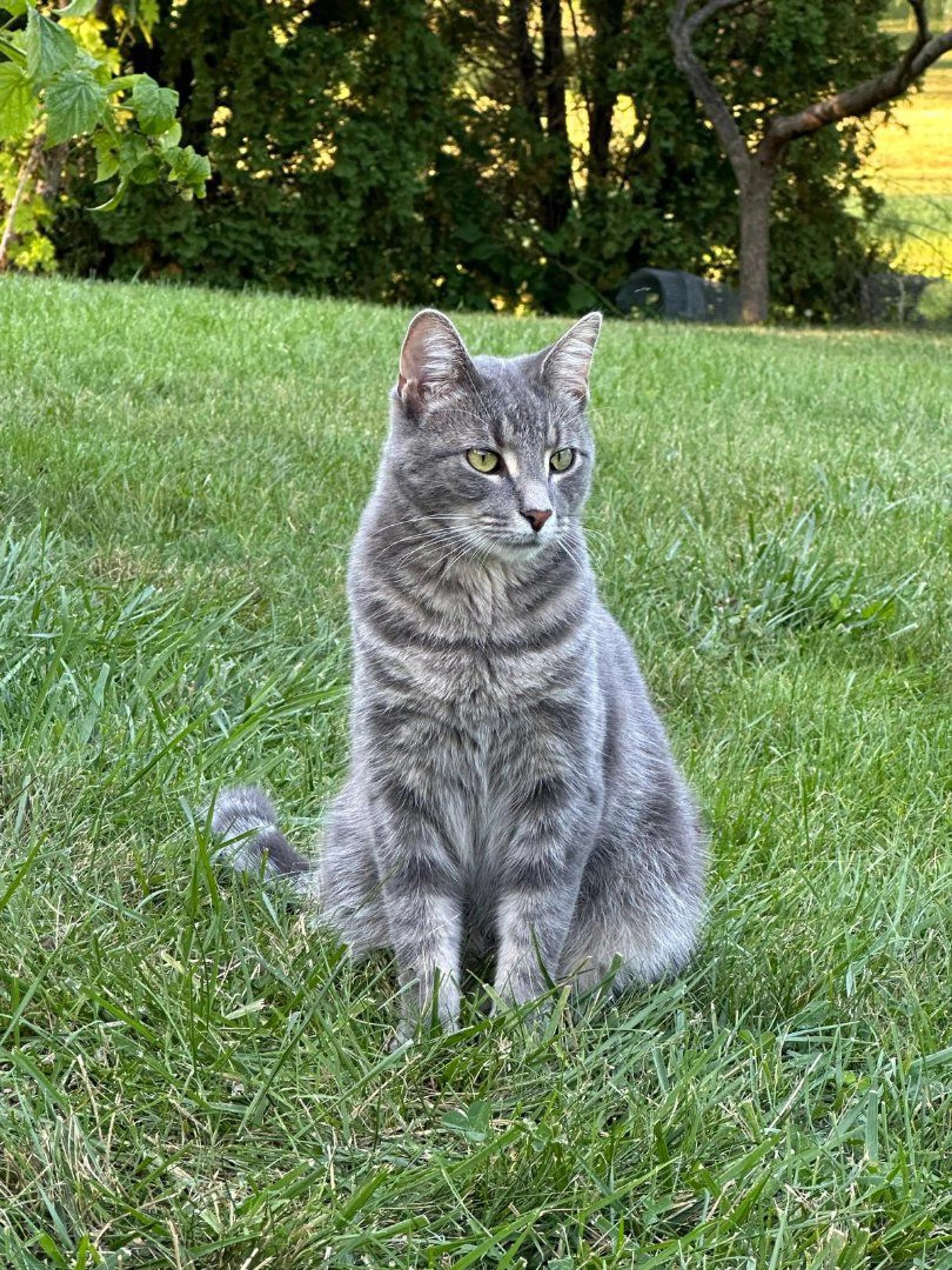 Lost pet
