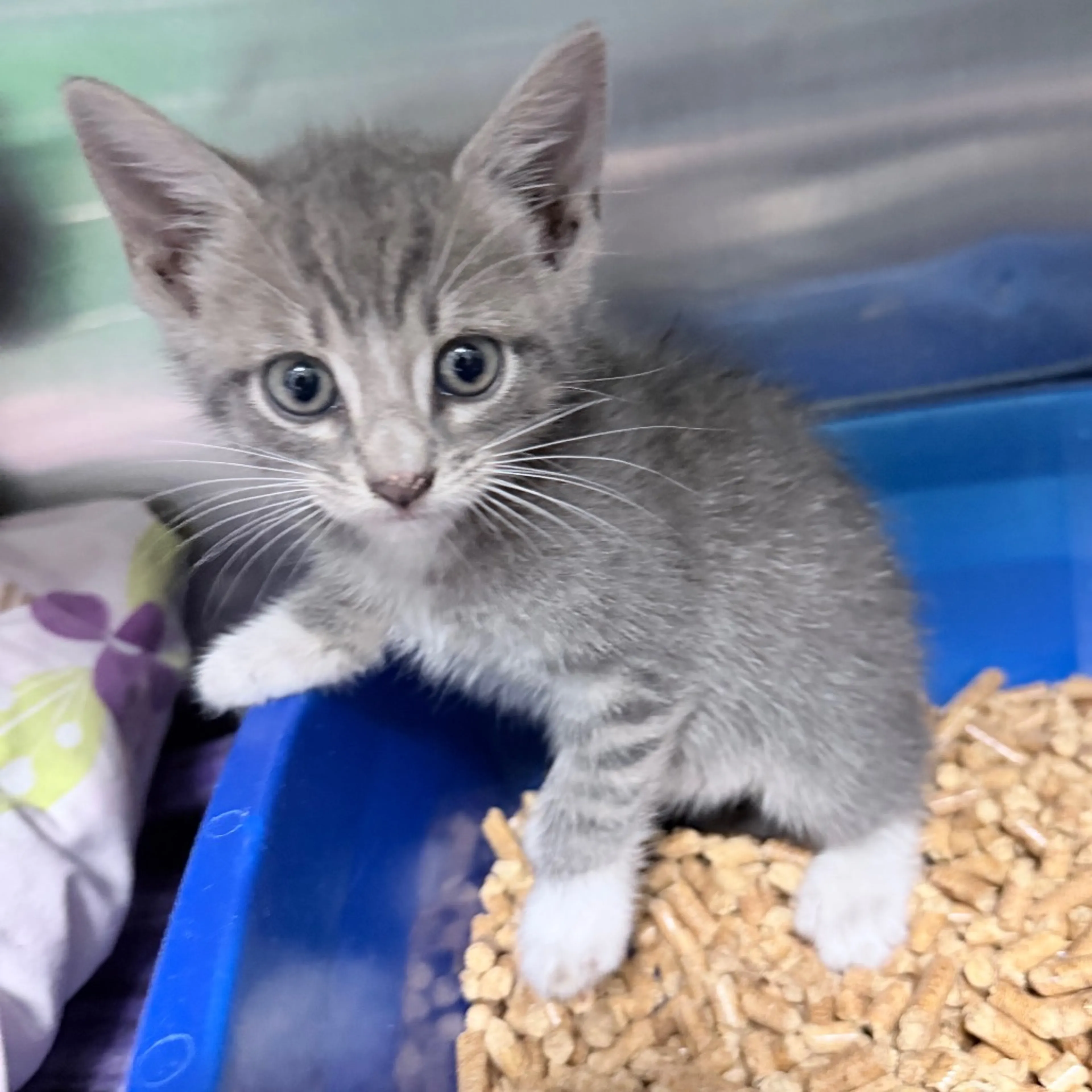 Found pet