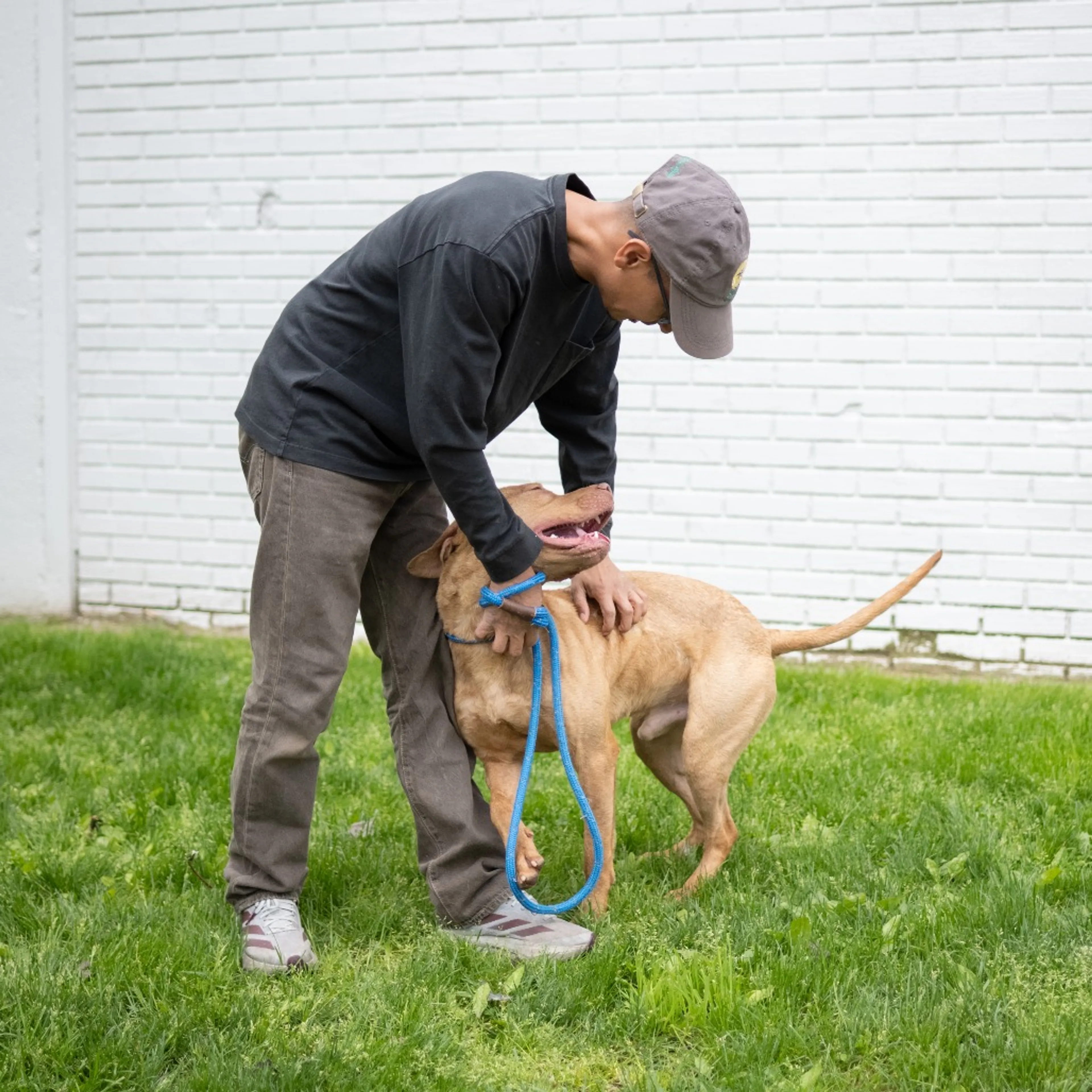 Found pet-6