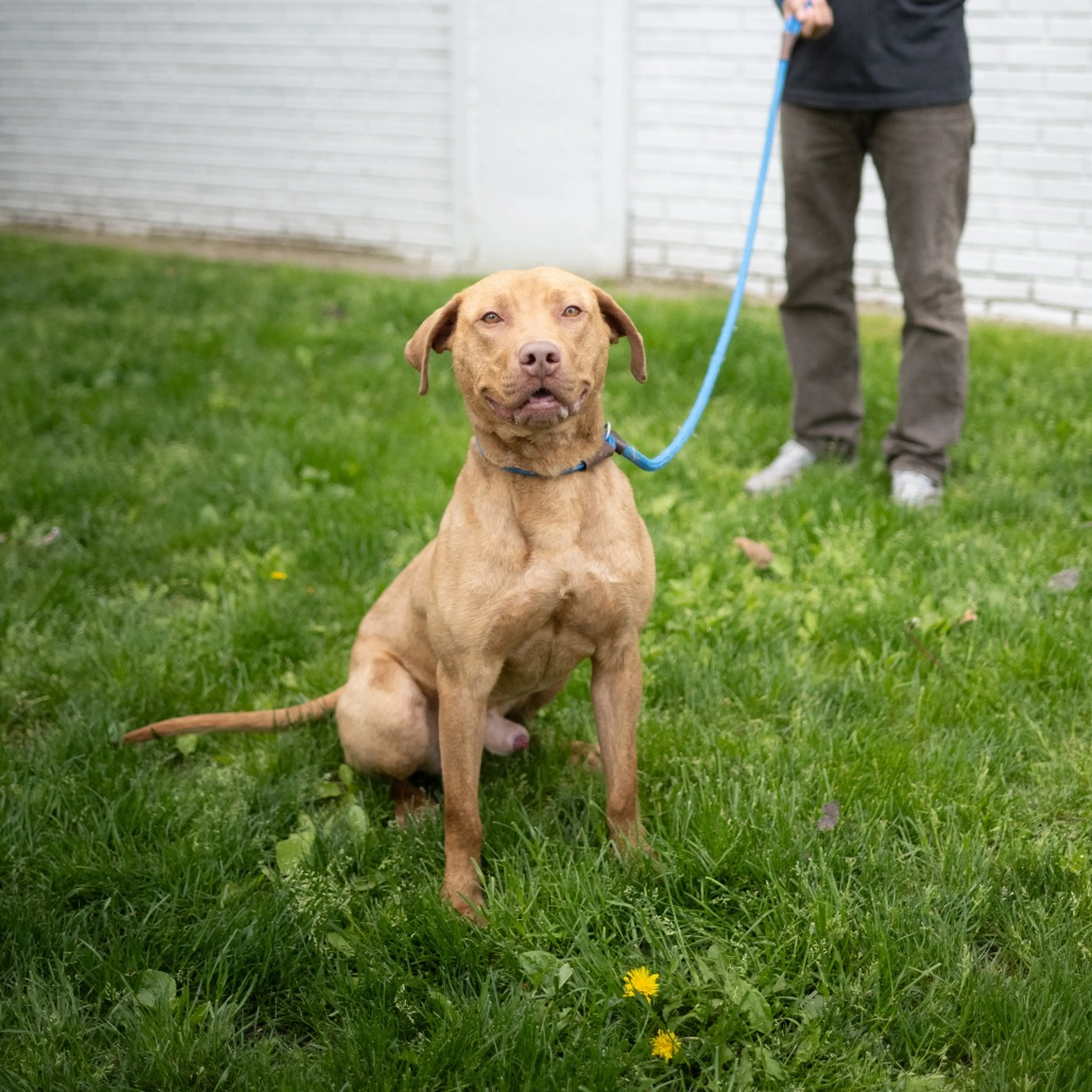 Found pet-7