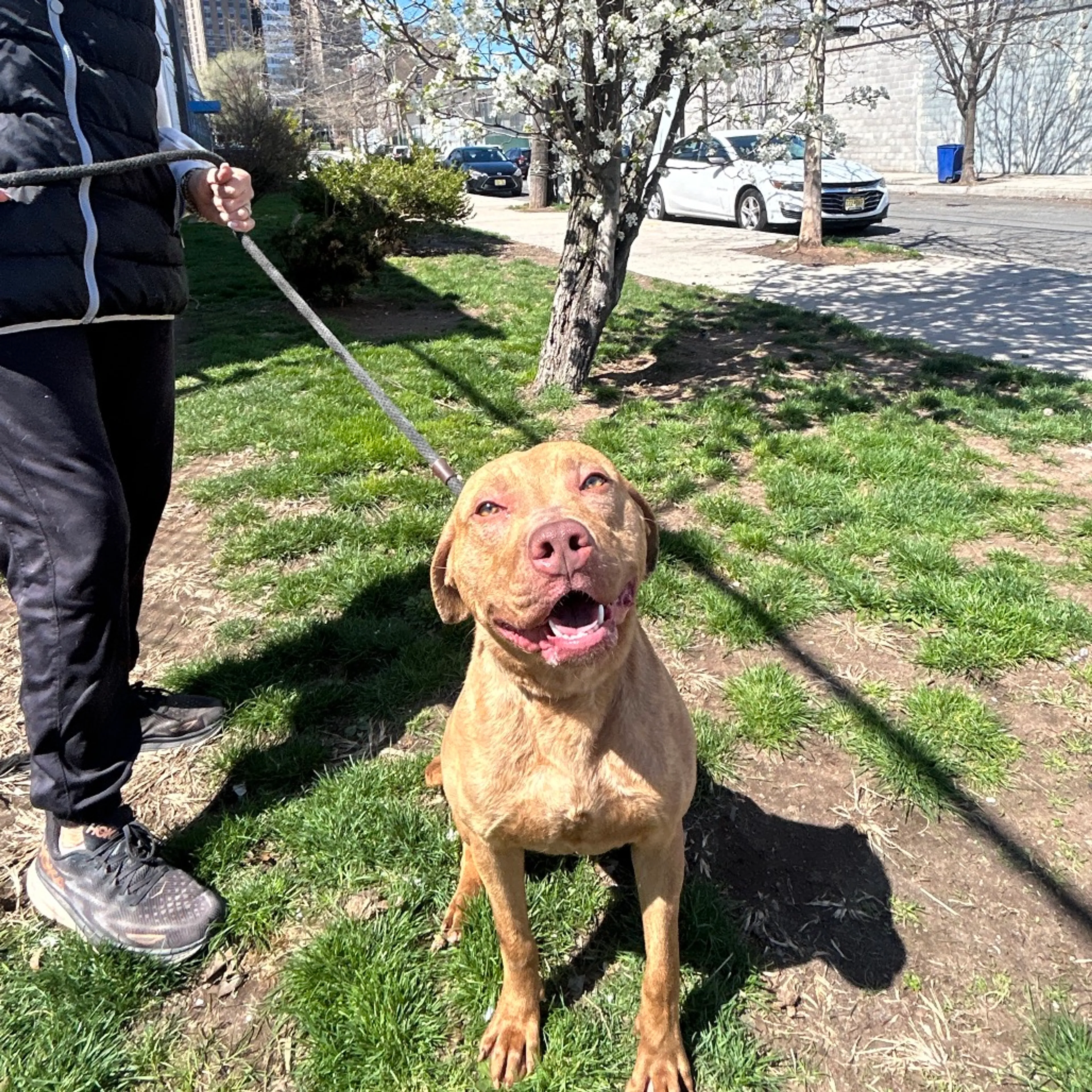 Found pet-1