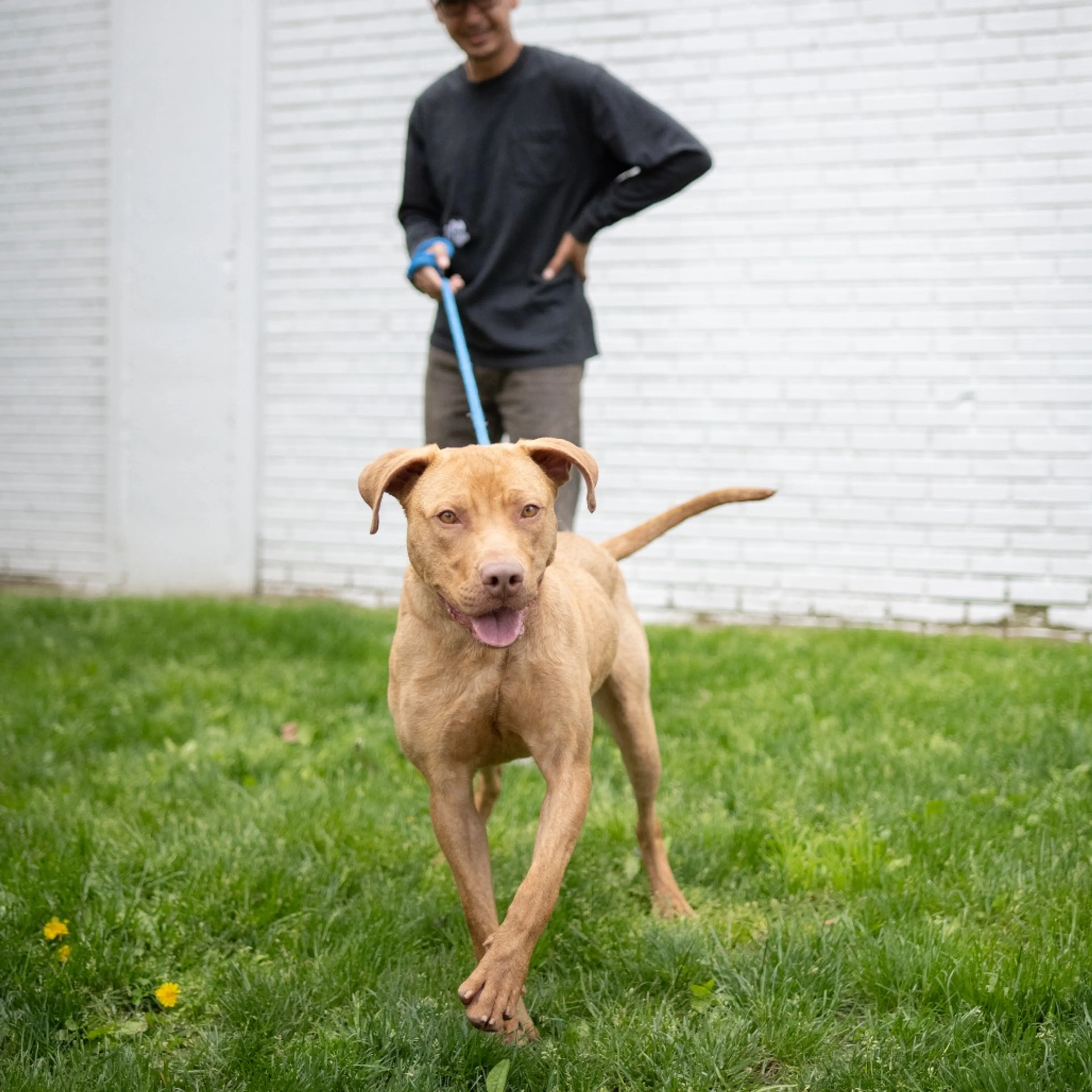 Found pet-5
