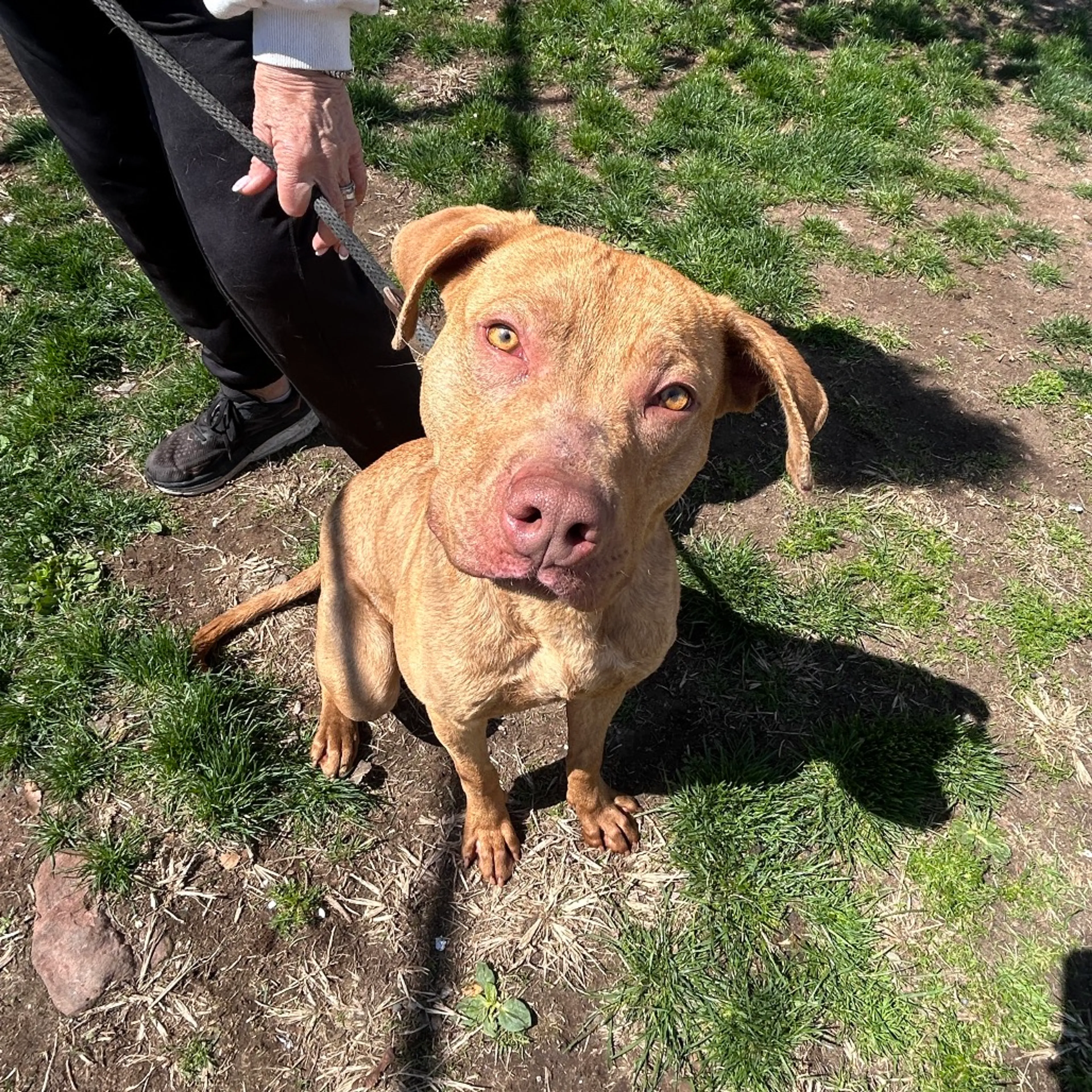 Found pet-3