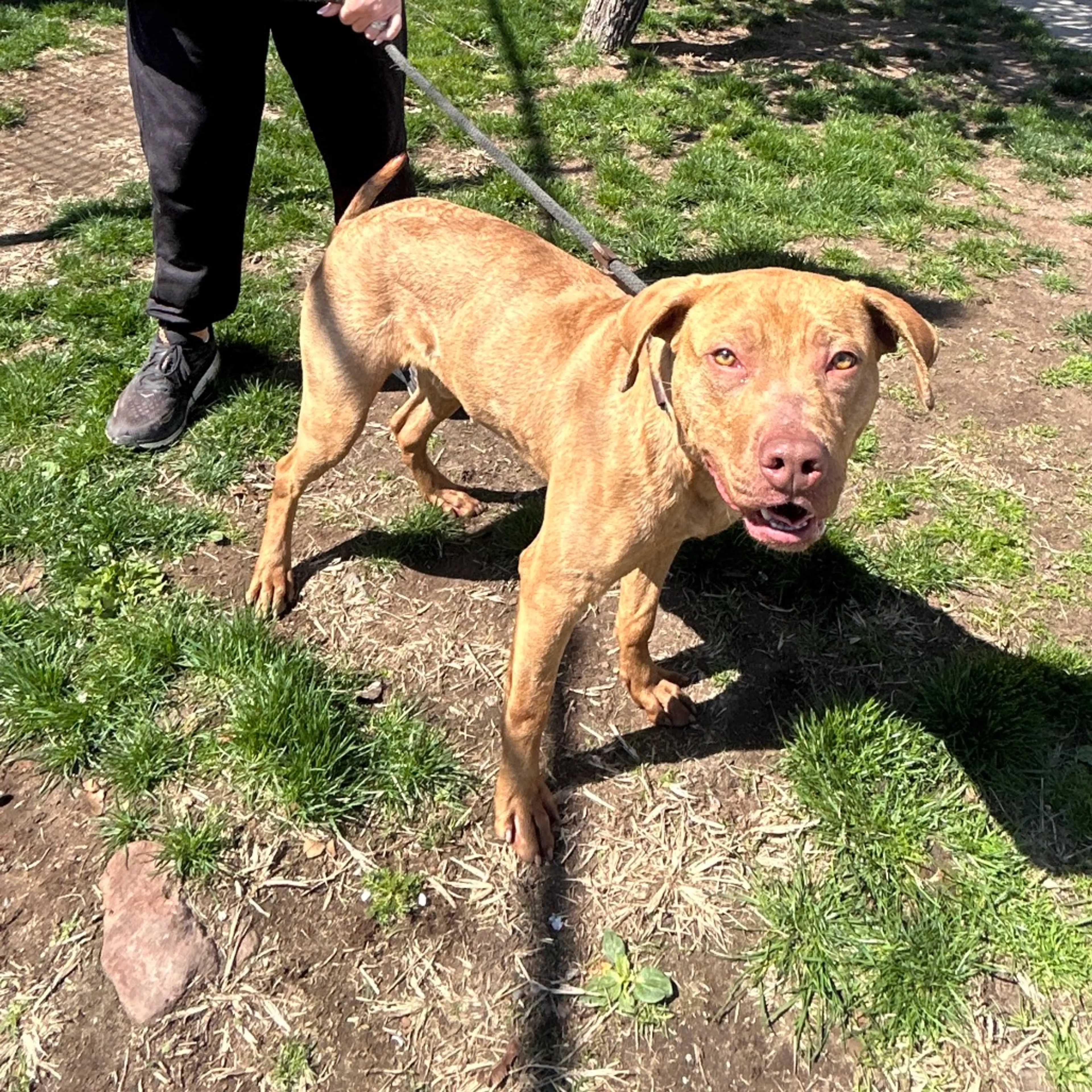 Found pet-2