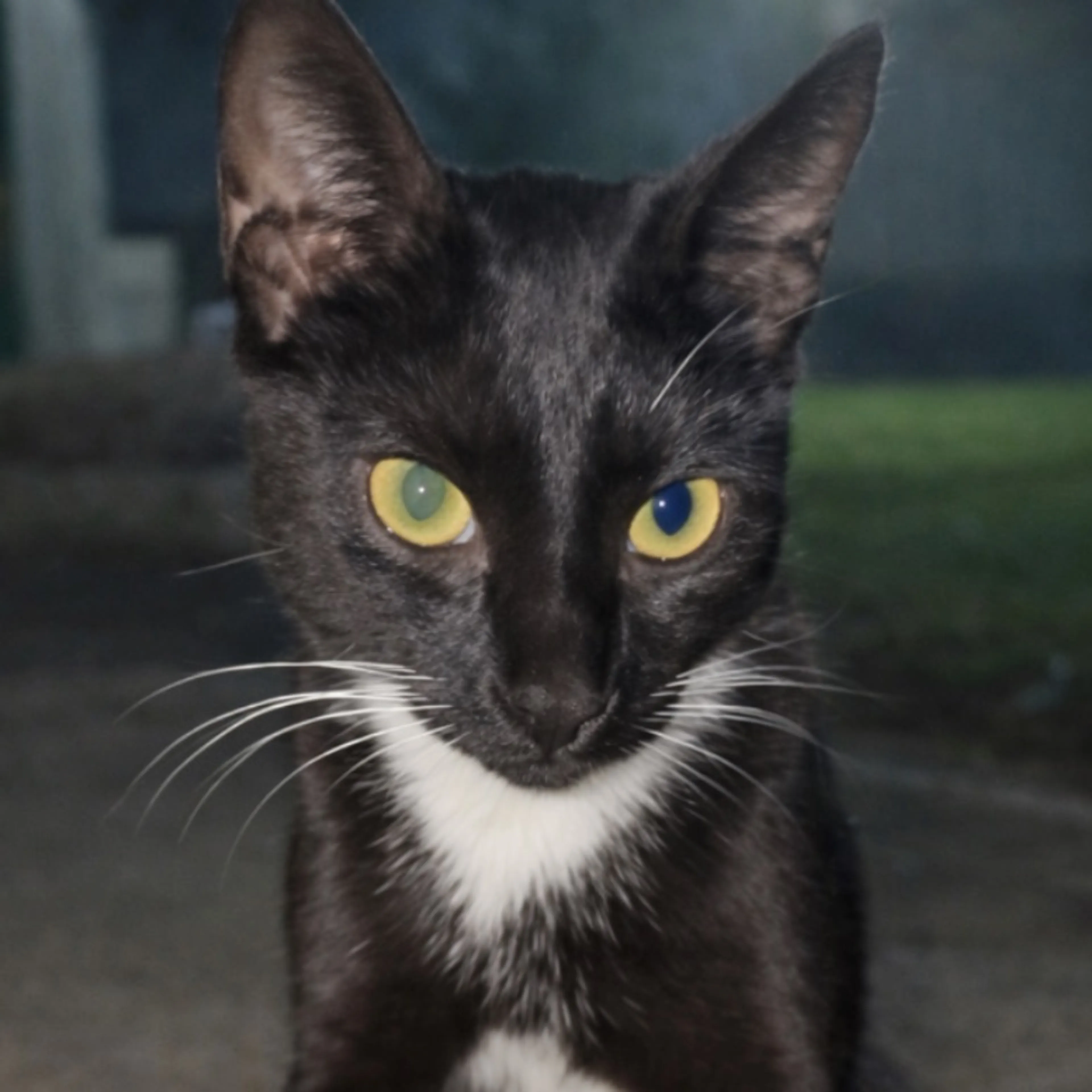 Lost pet
