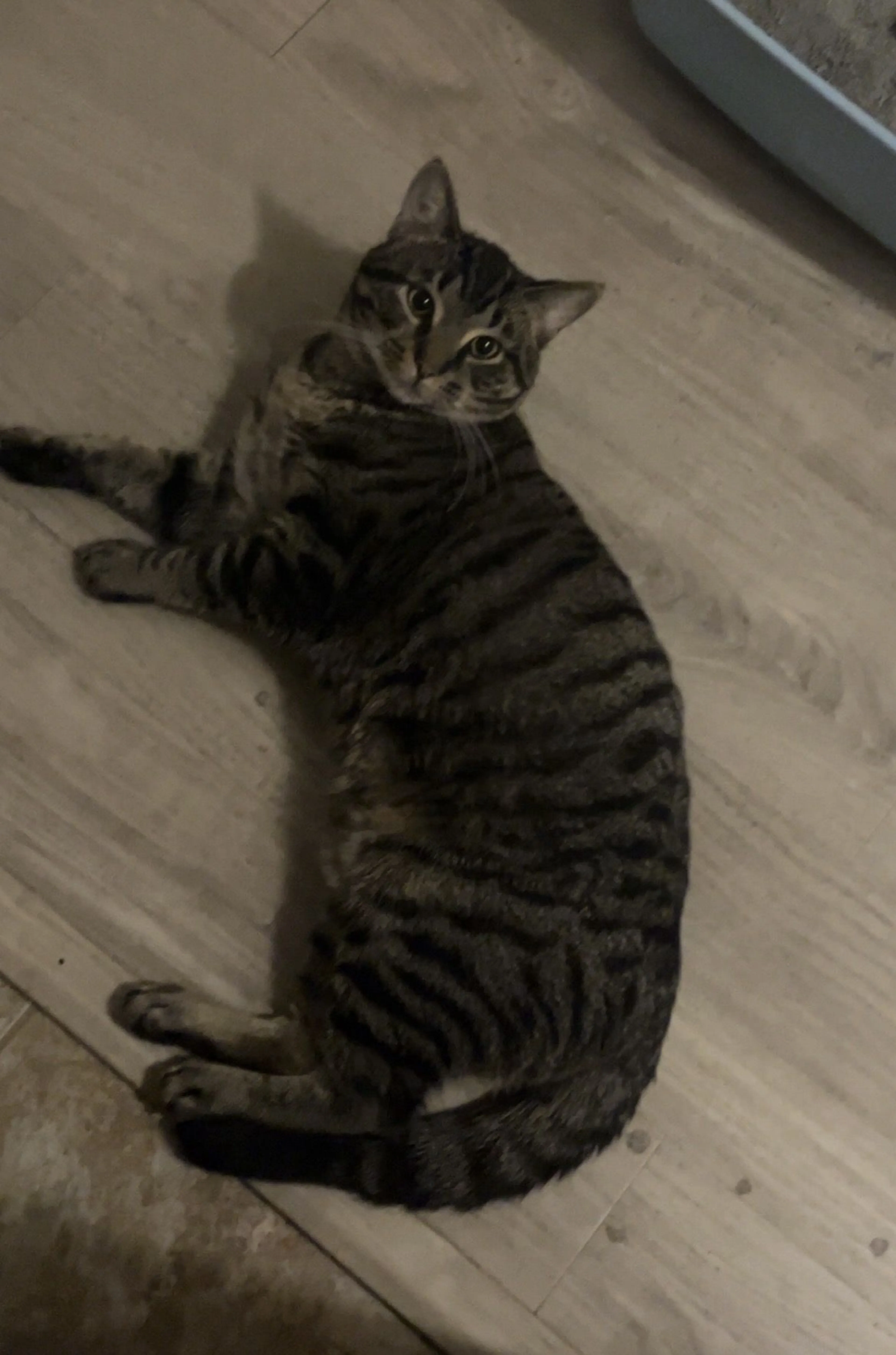 Lost pet-1