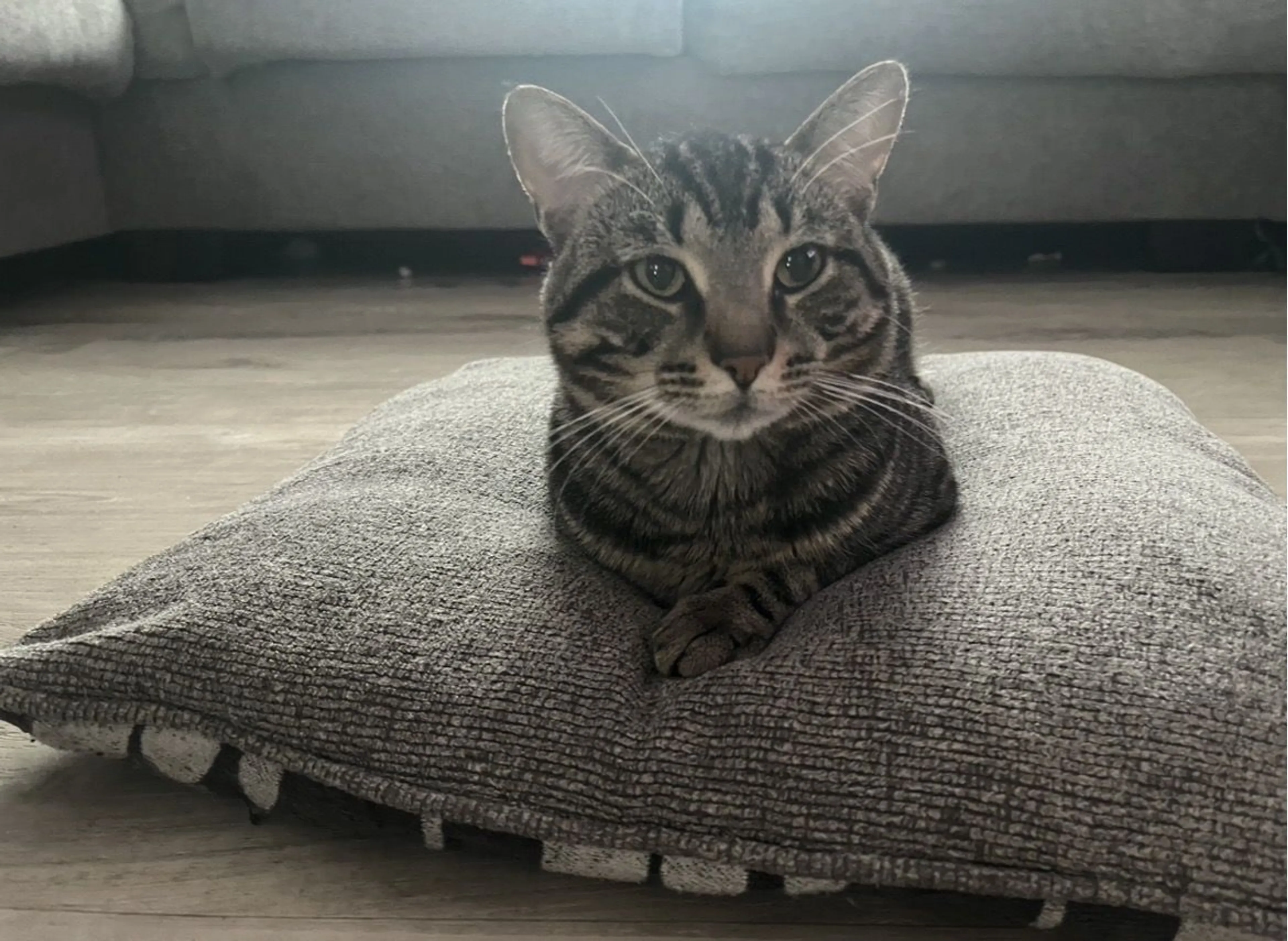 Lost pet-2