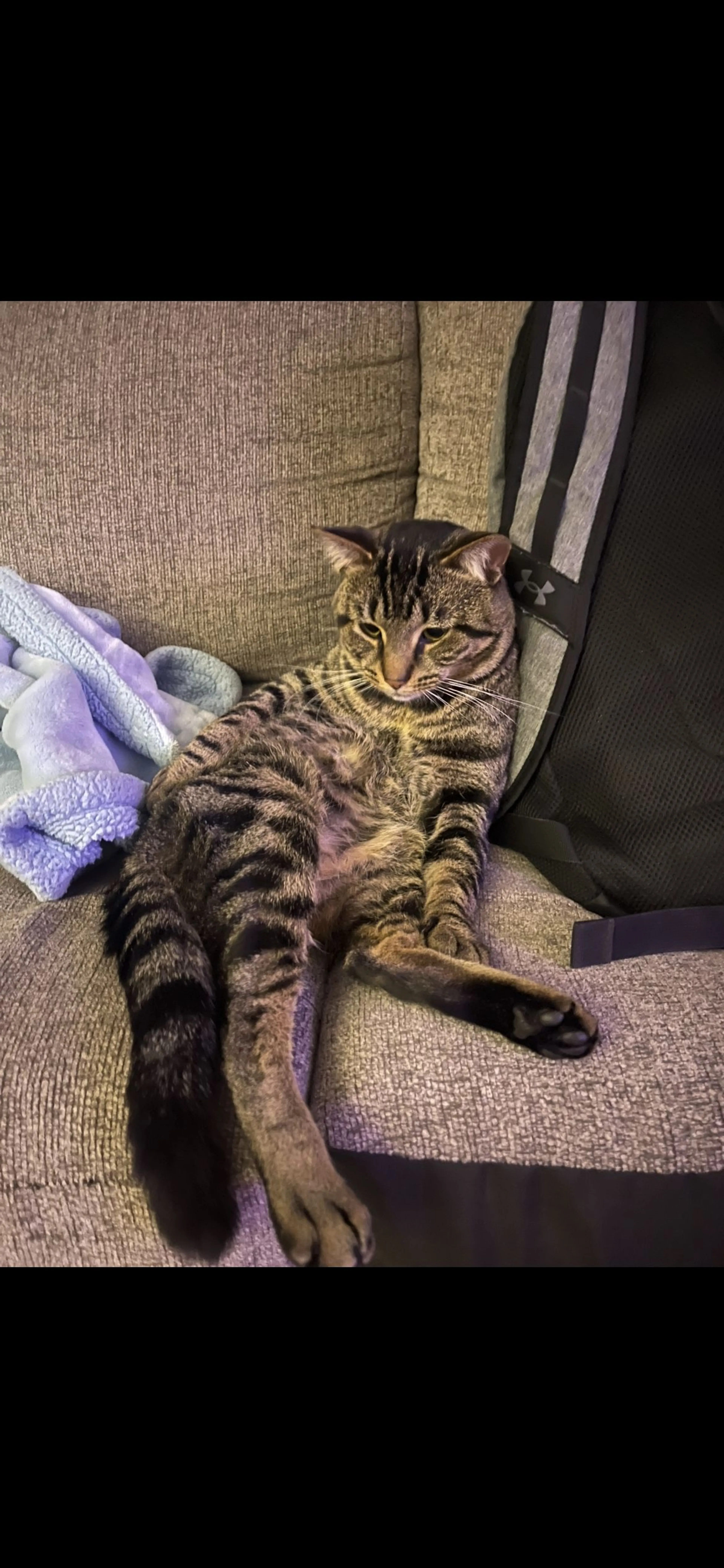 Lost pet-0