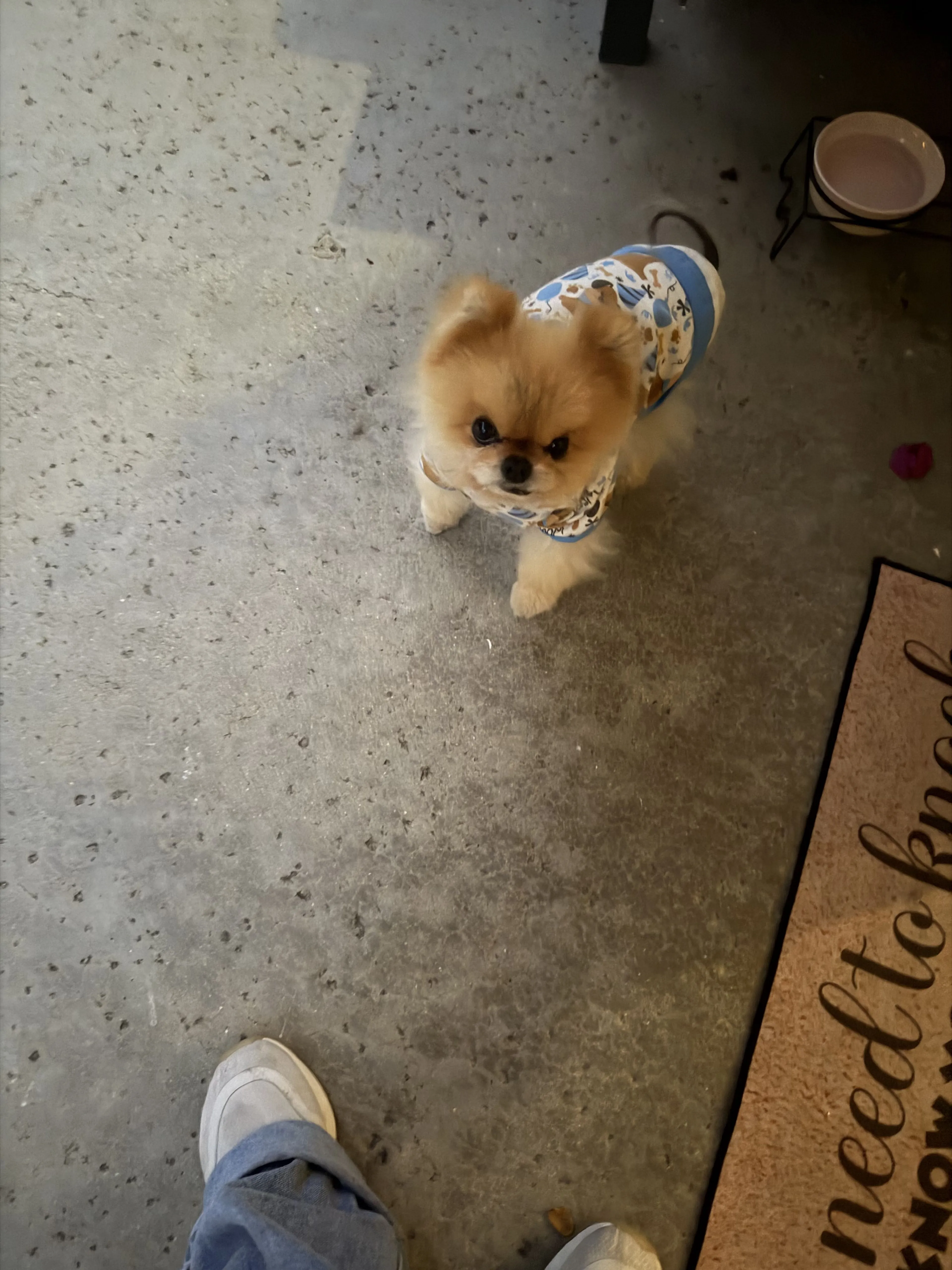 Lost pet-1