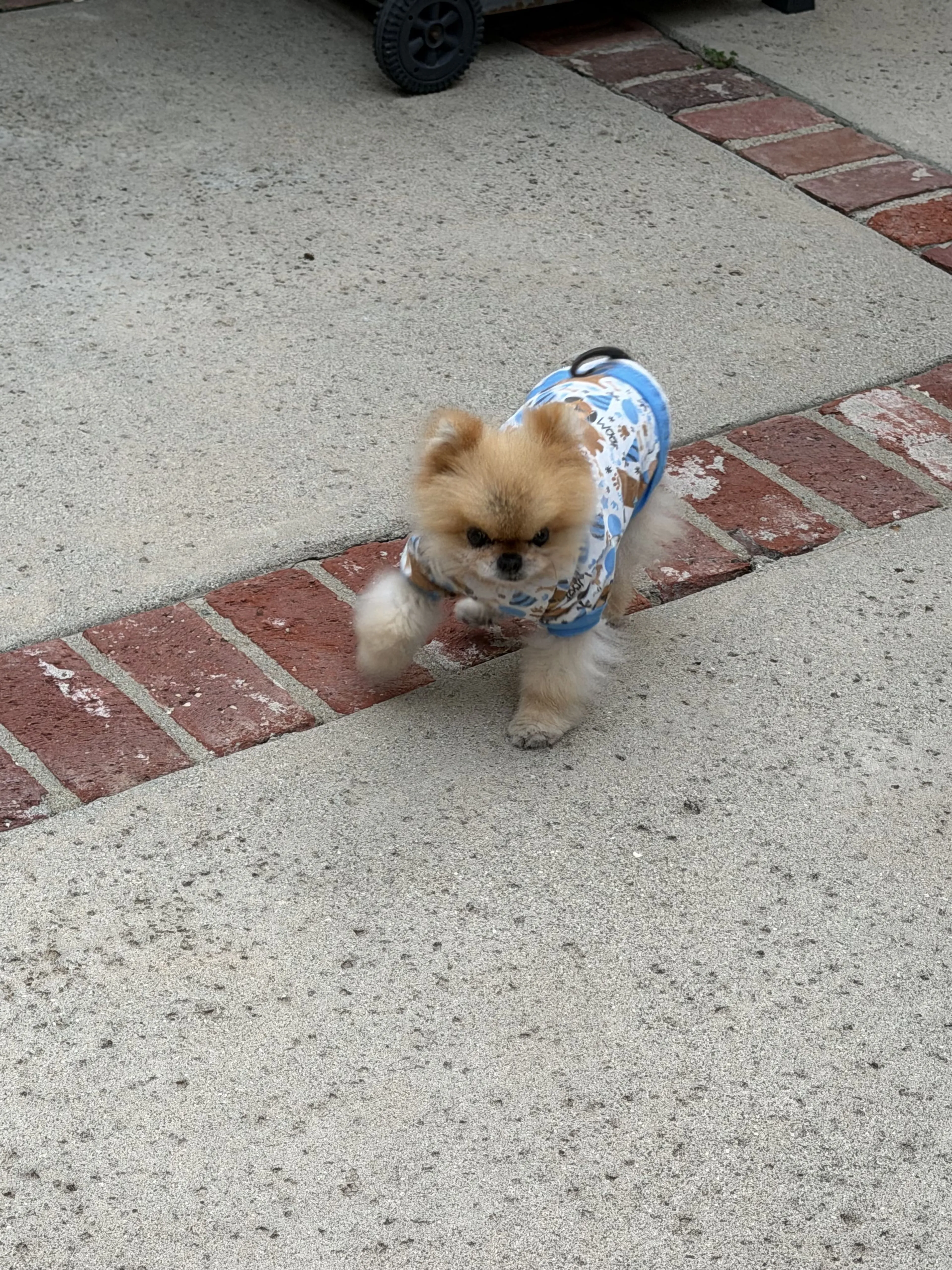 Lost pet-2