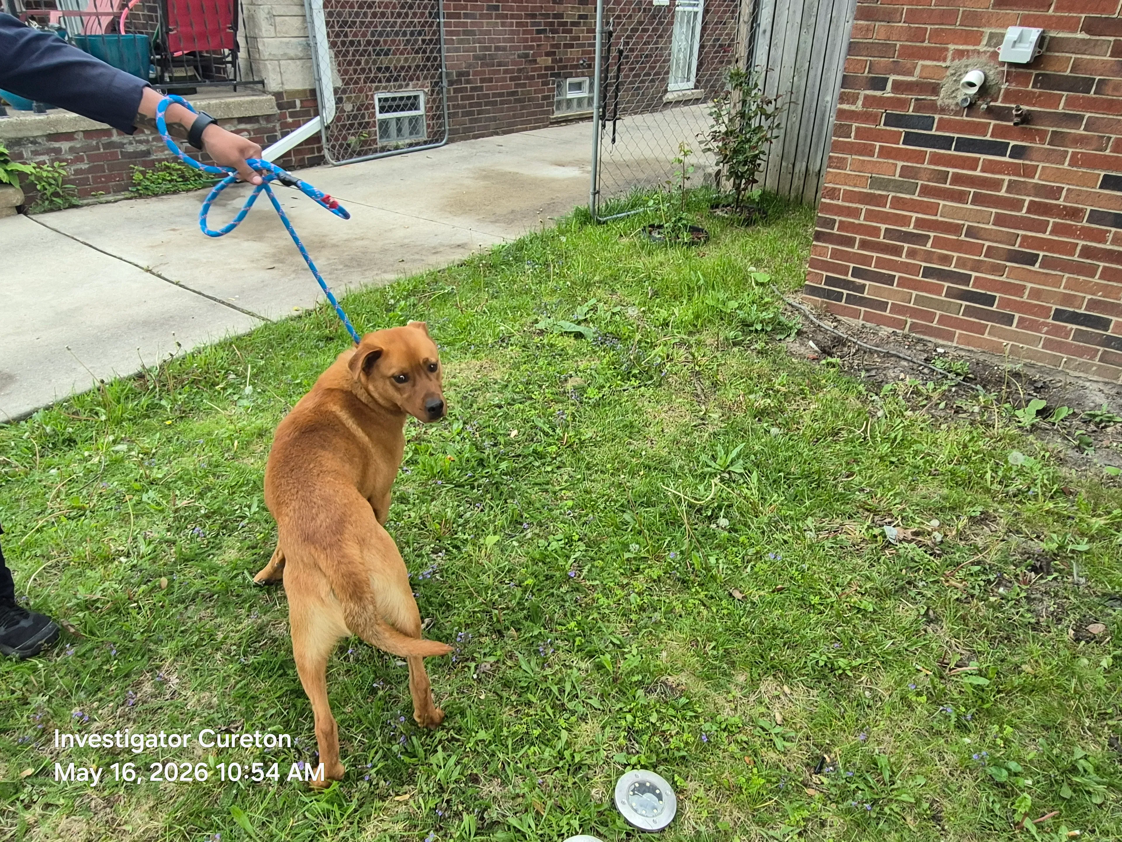 Found pet