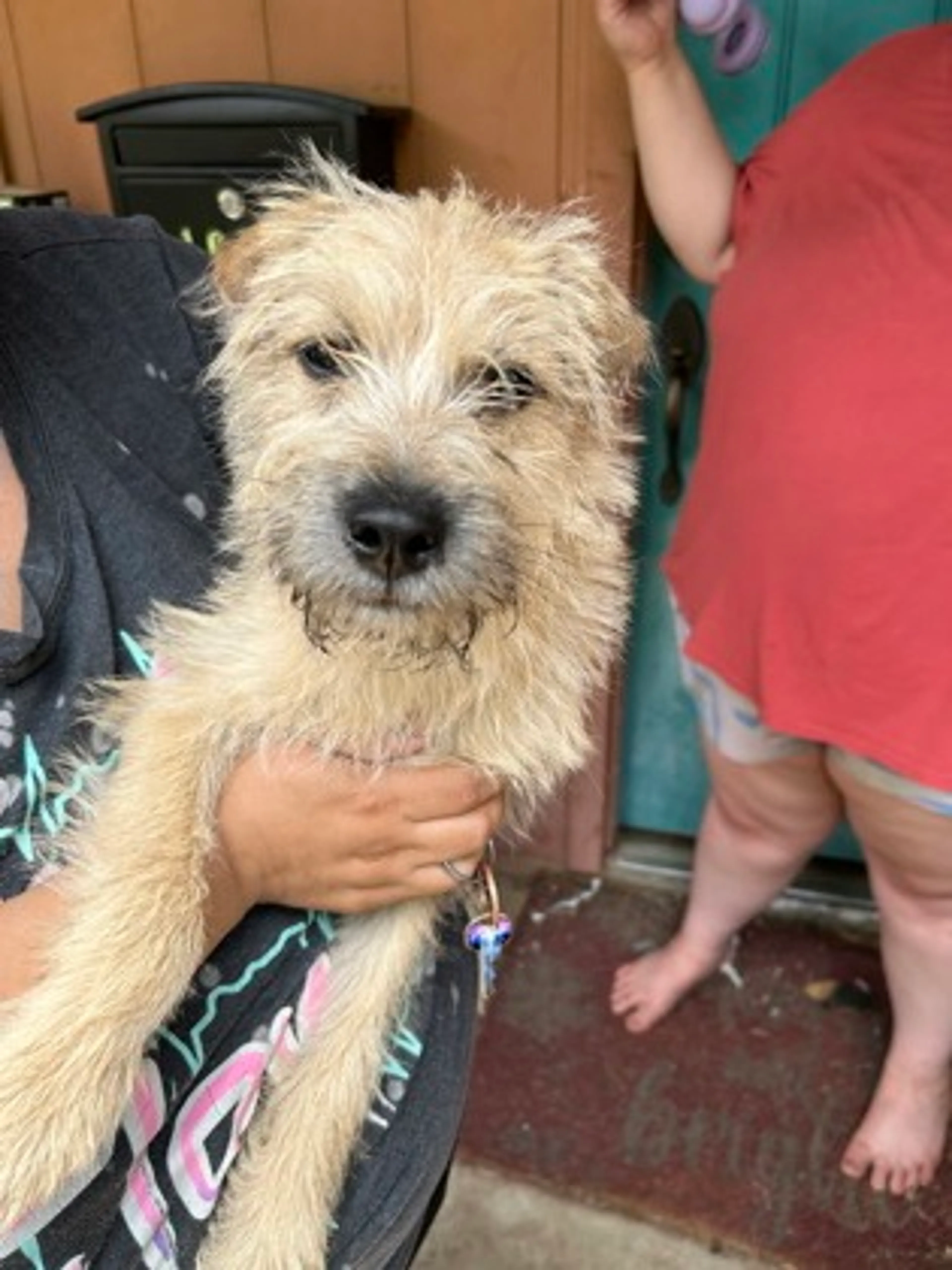 Found pet