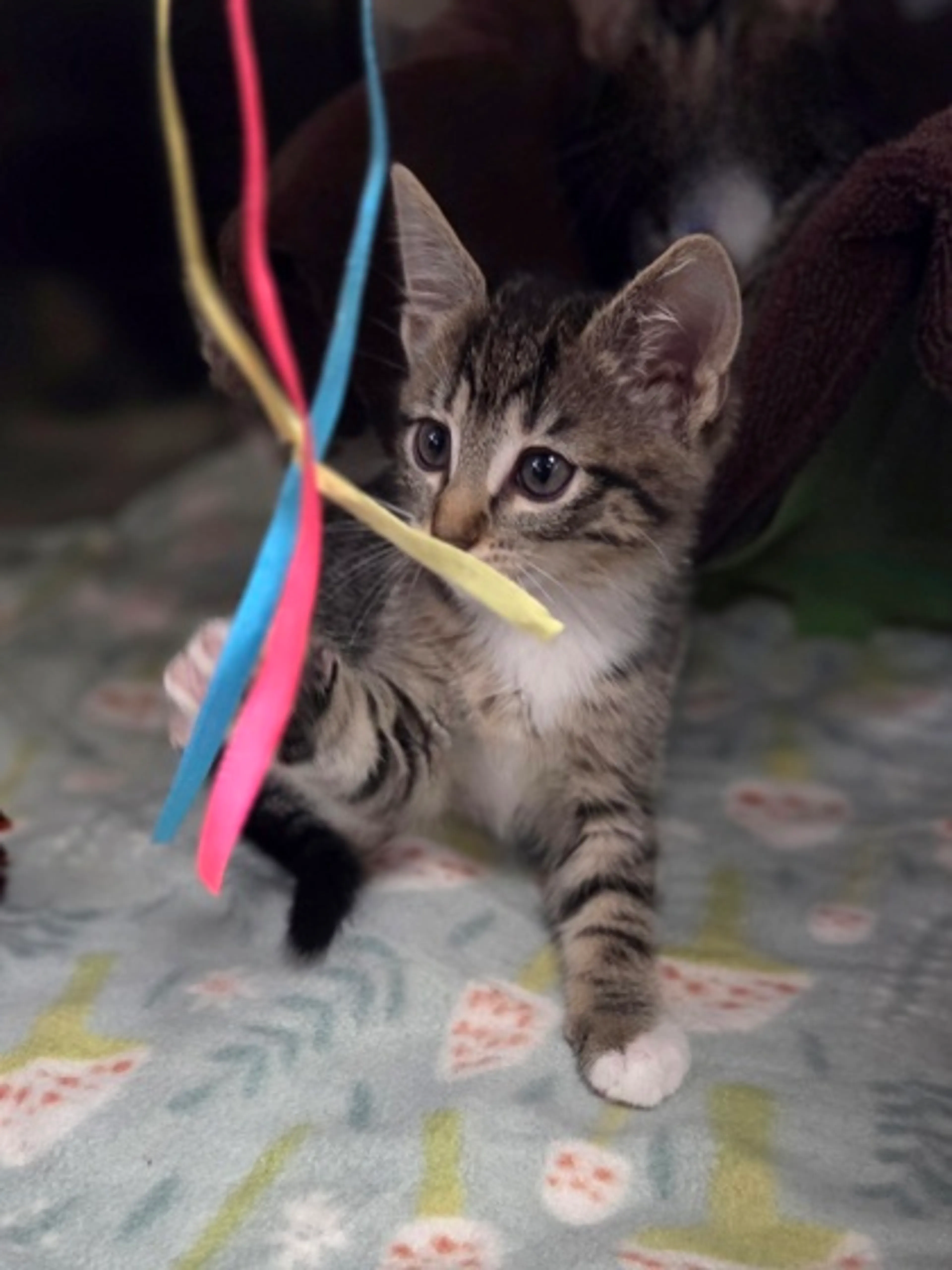 Found pet-2