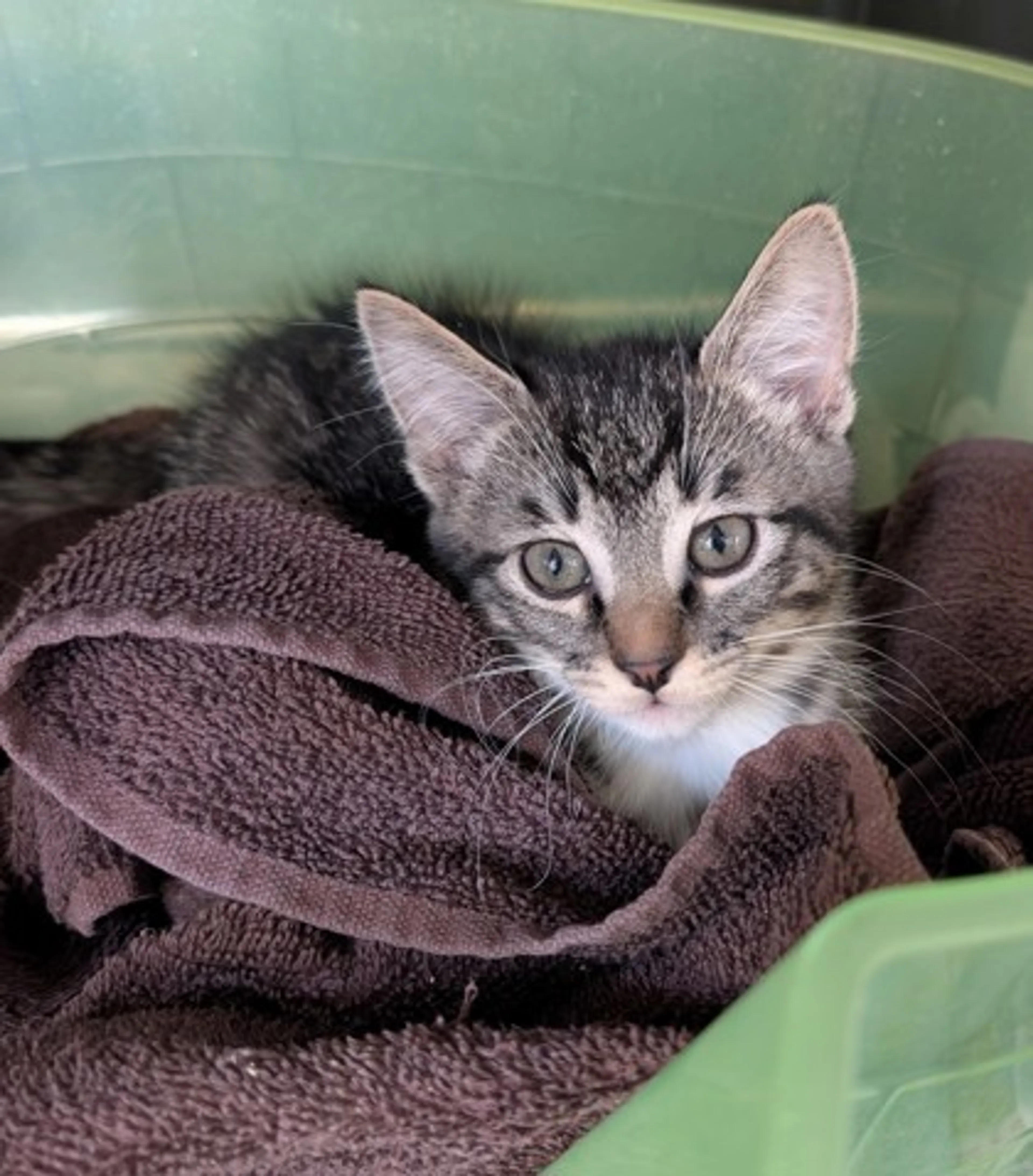 Found pet-1