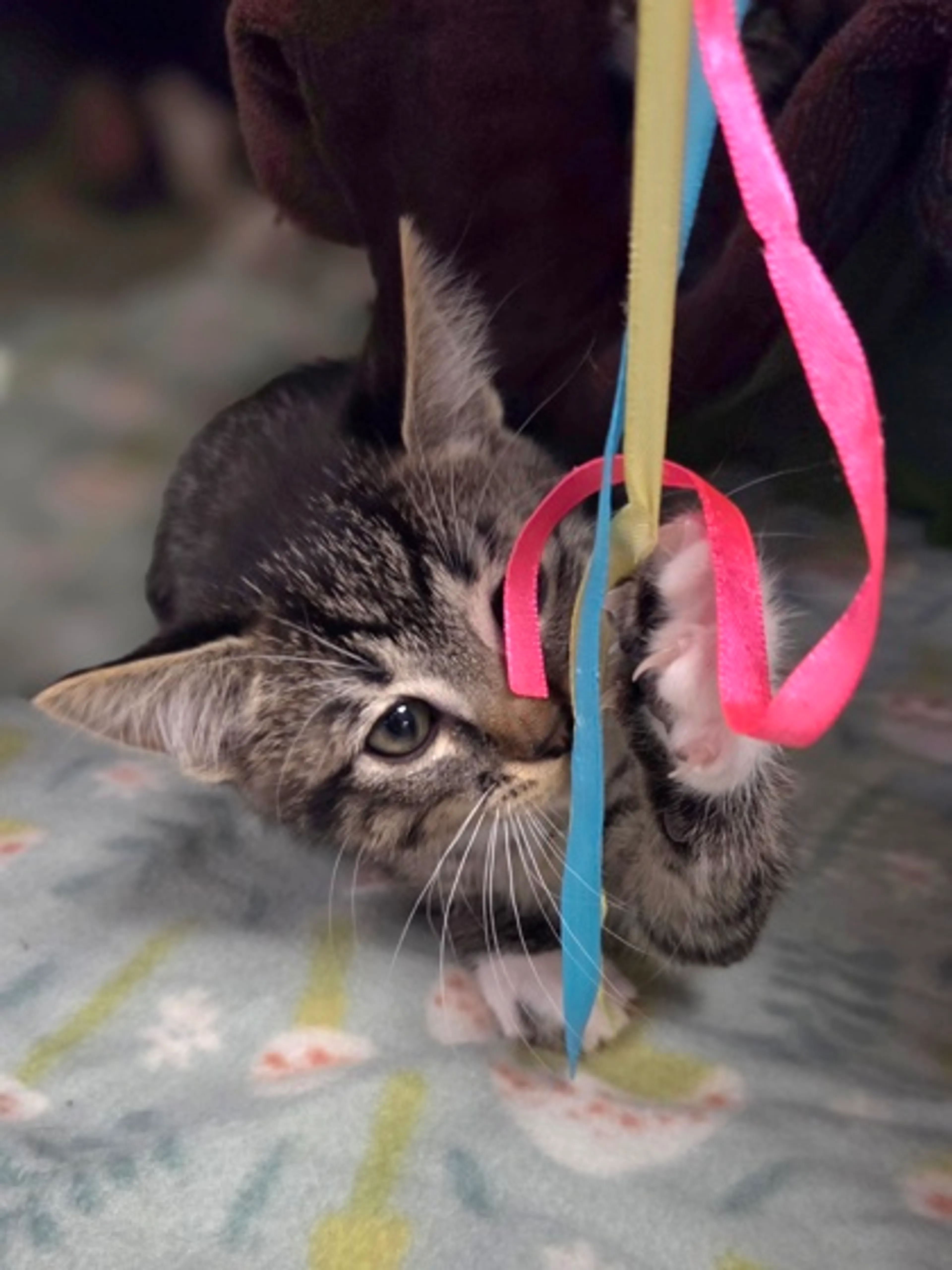 Found pet-2