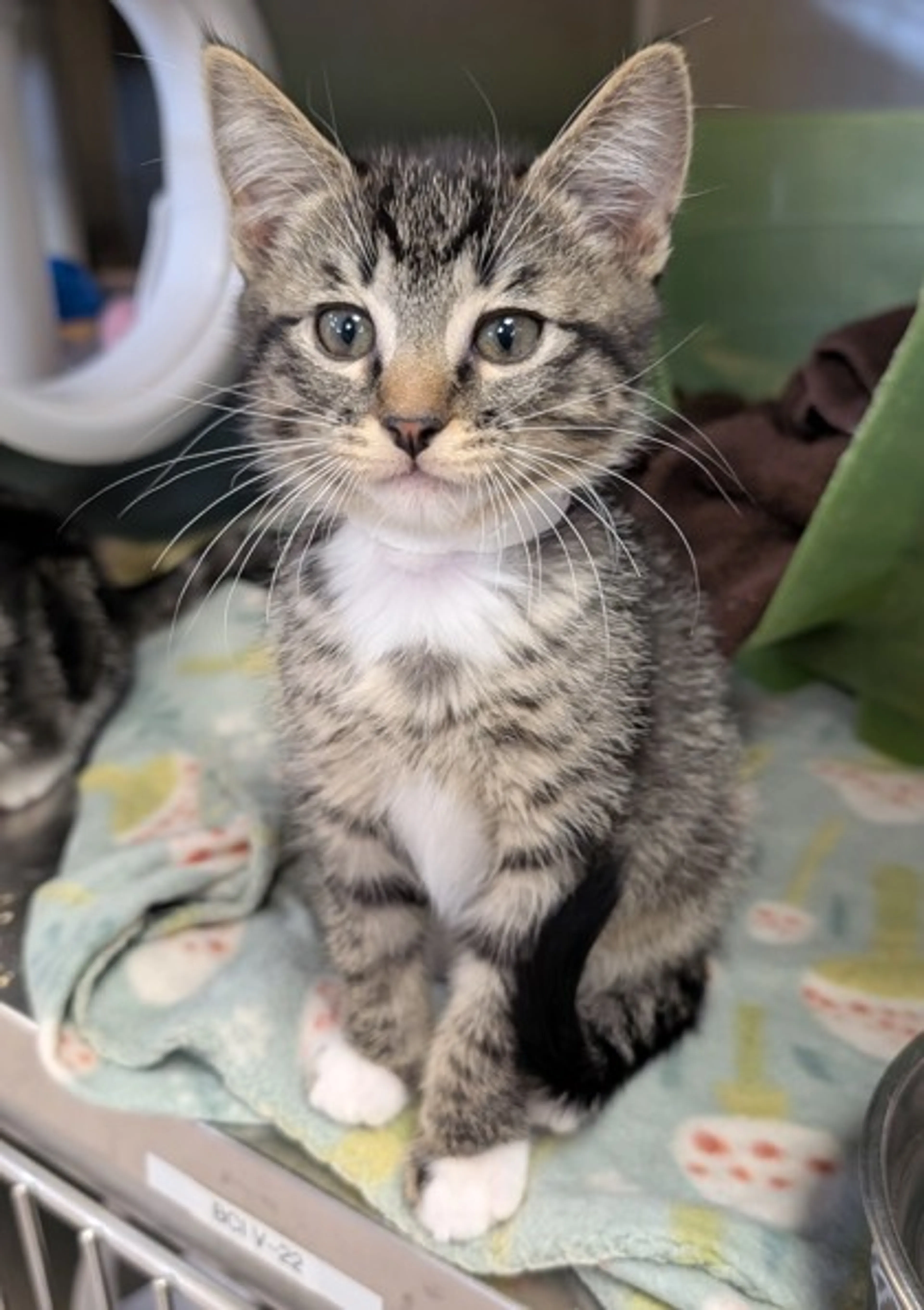 Found pet-1