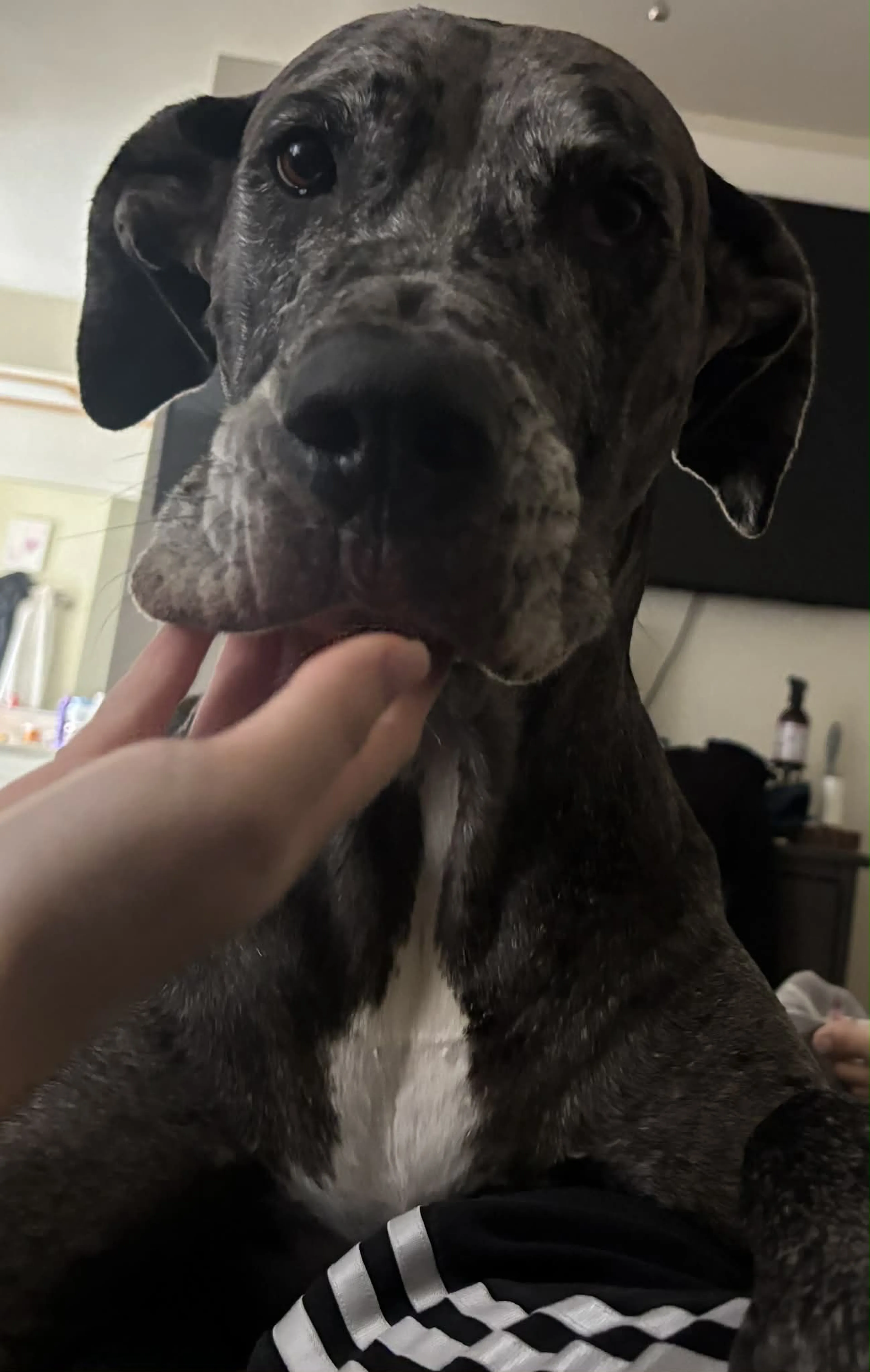Lost pet-1