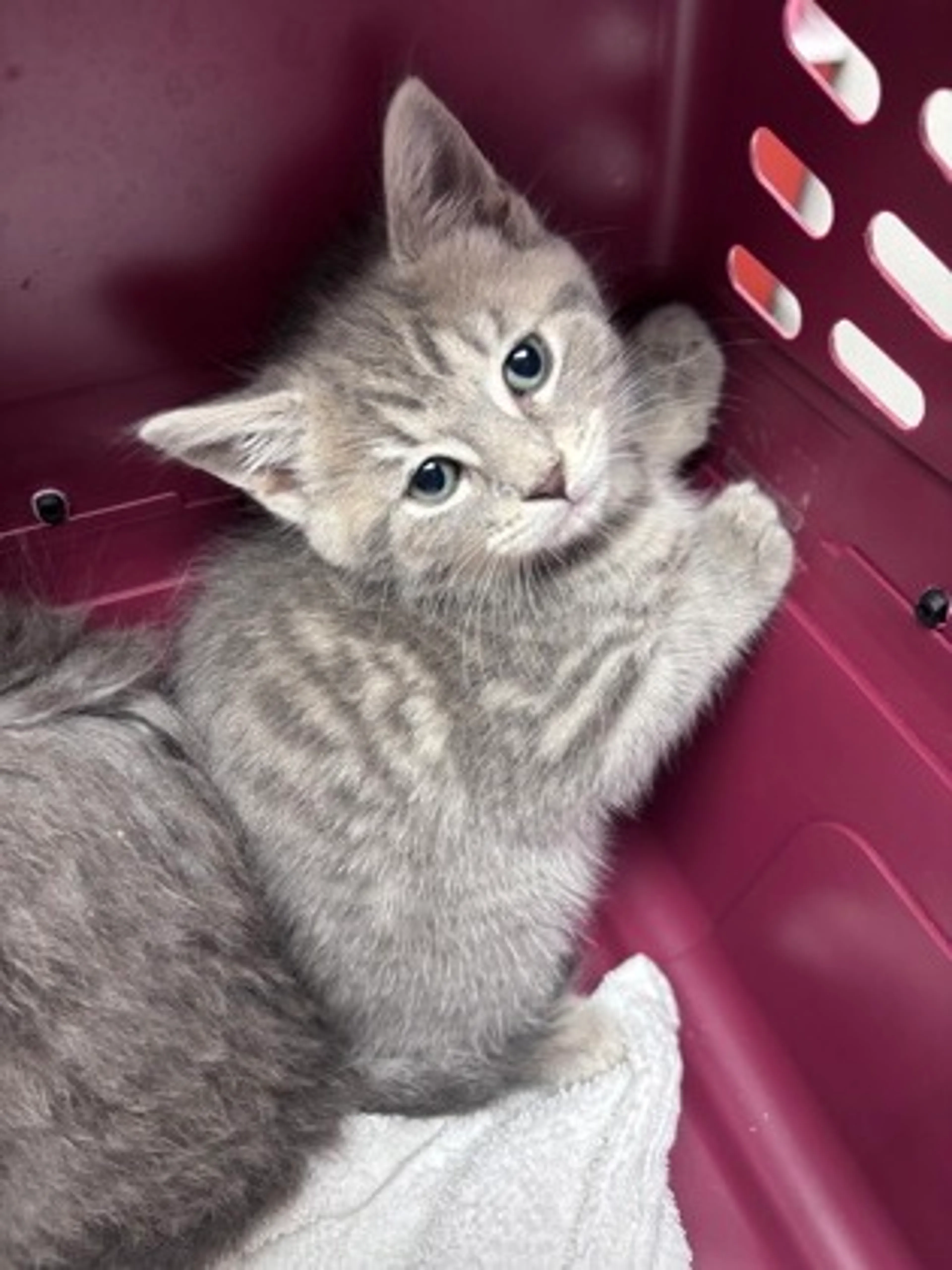 Found pet
