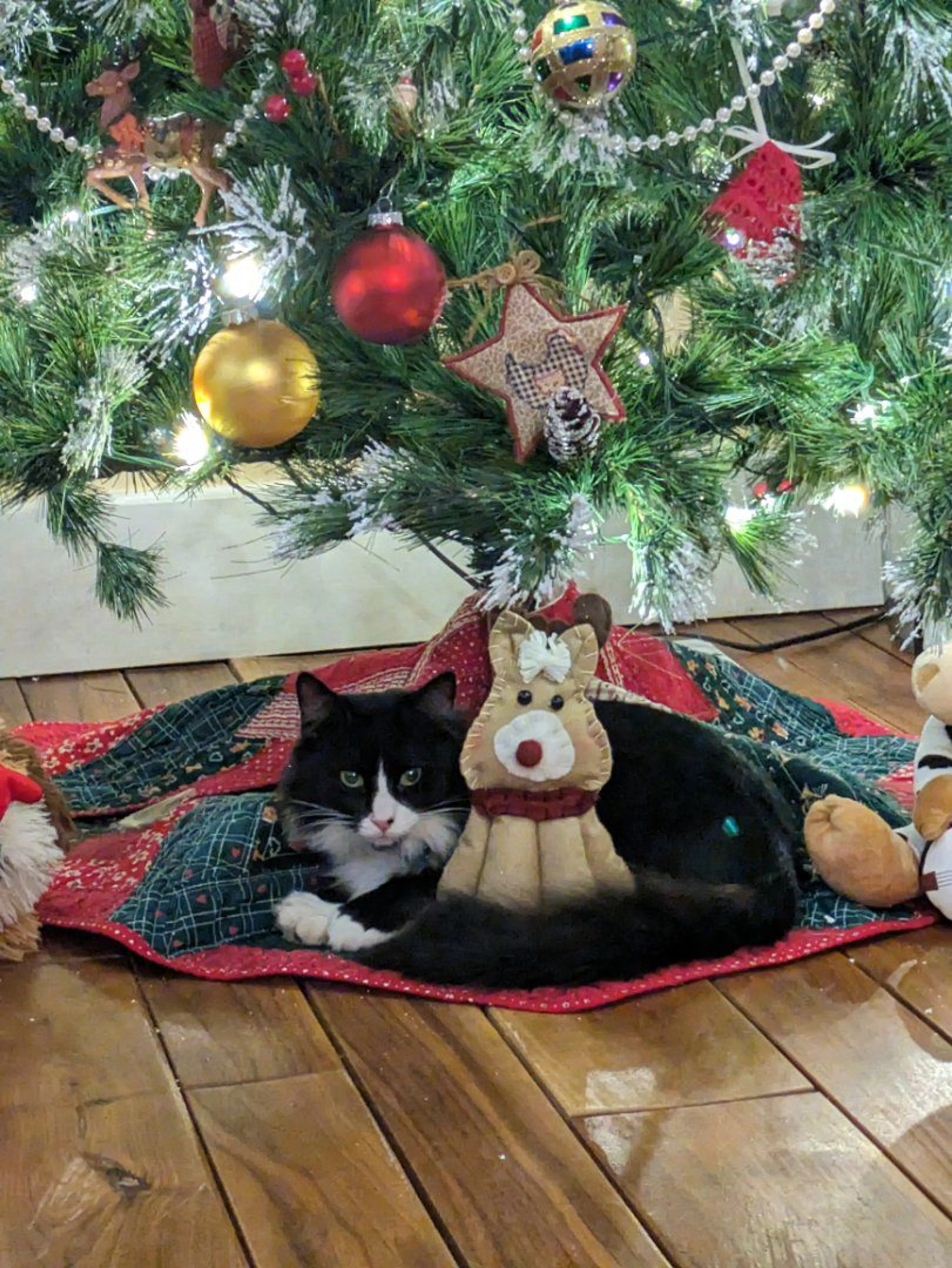 Lost pet