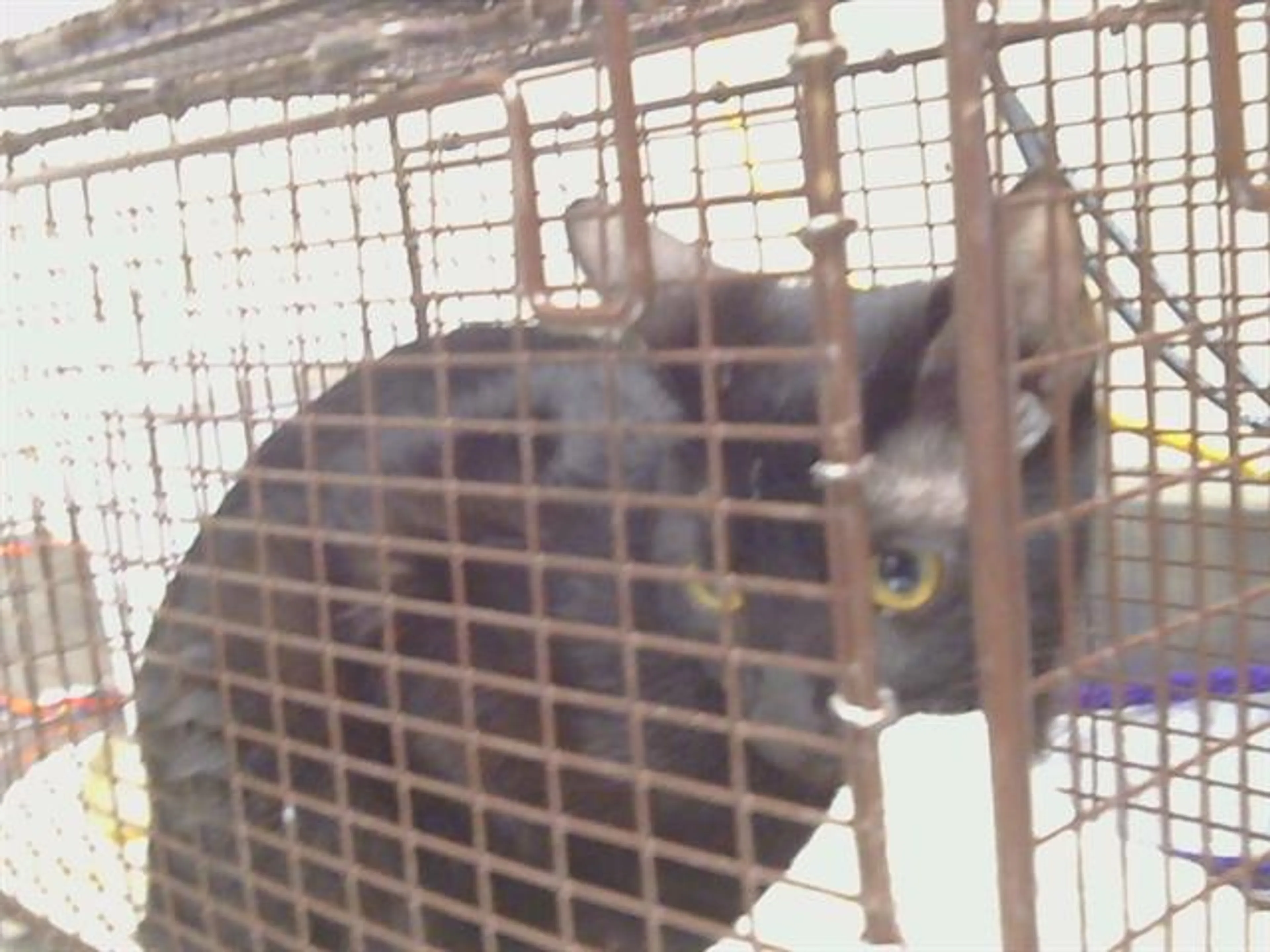 Found pet