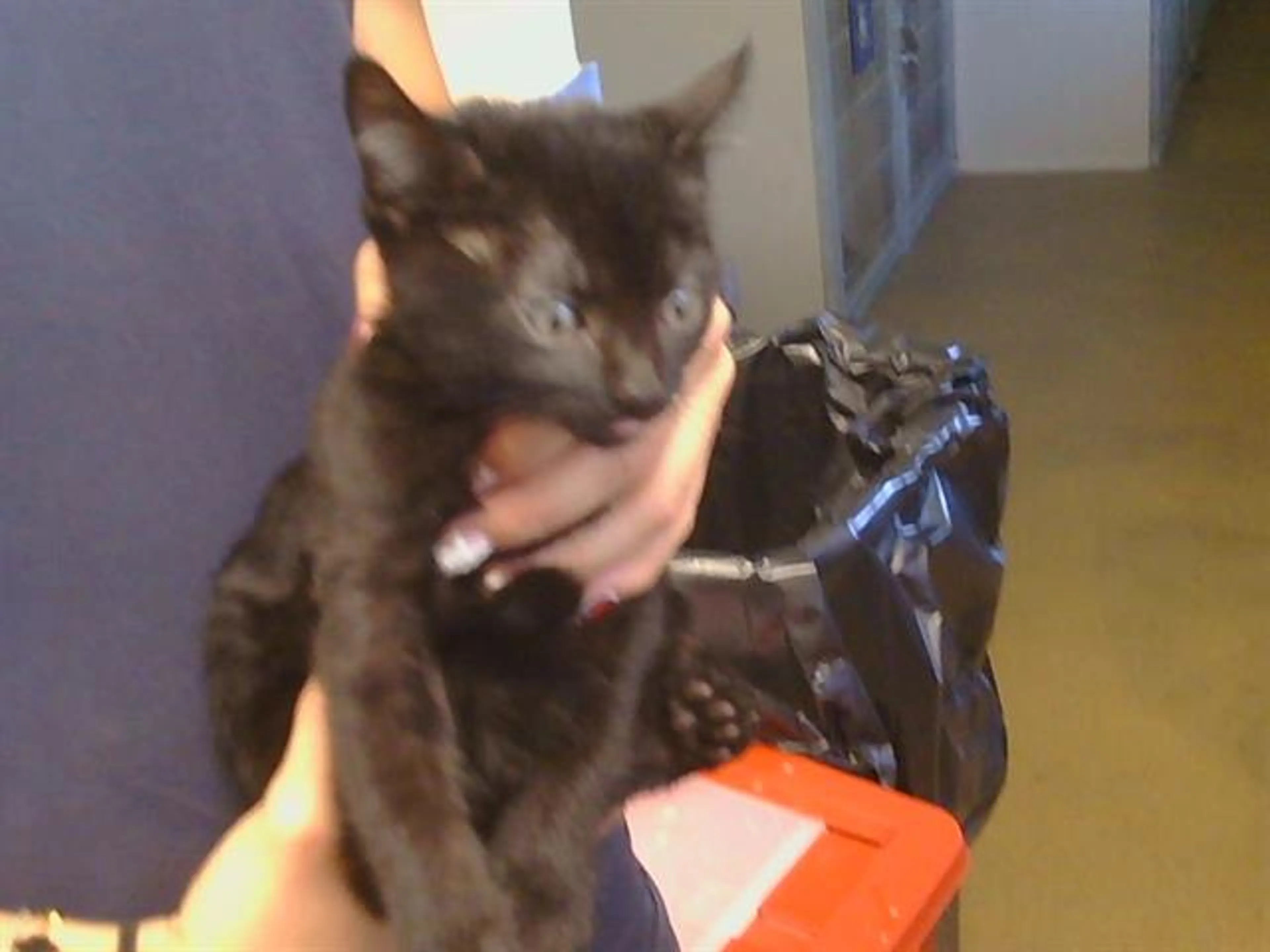 Found pet