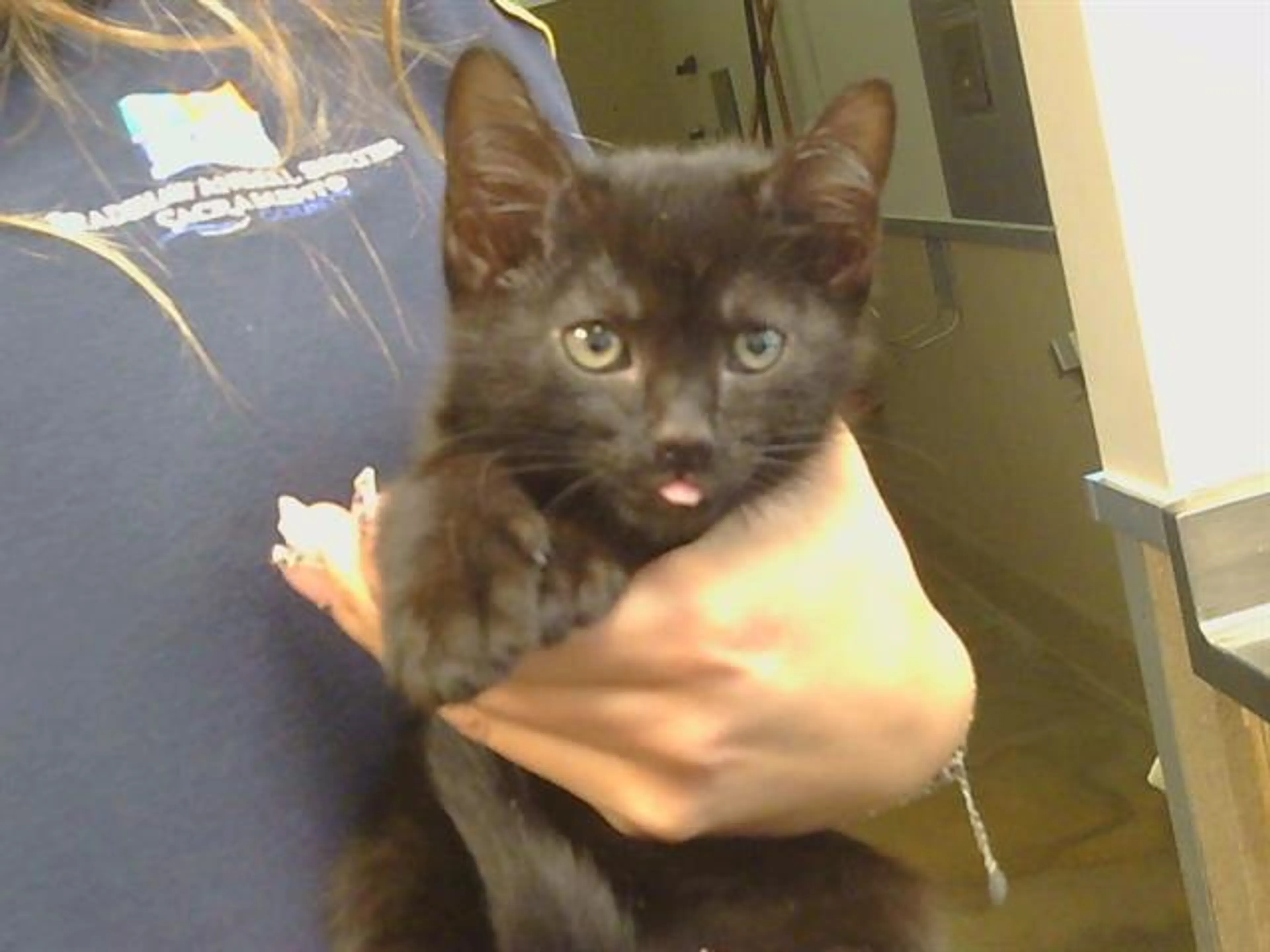 Found pet