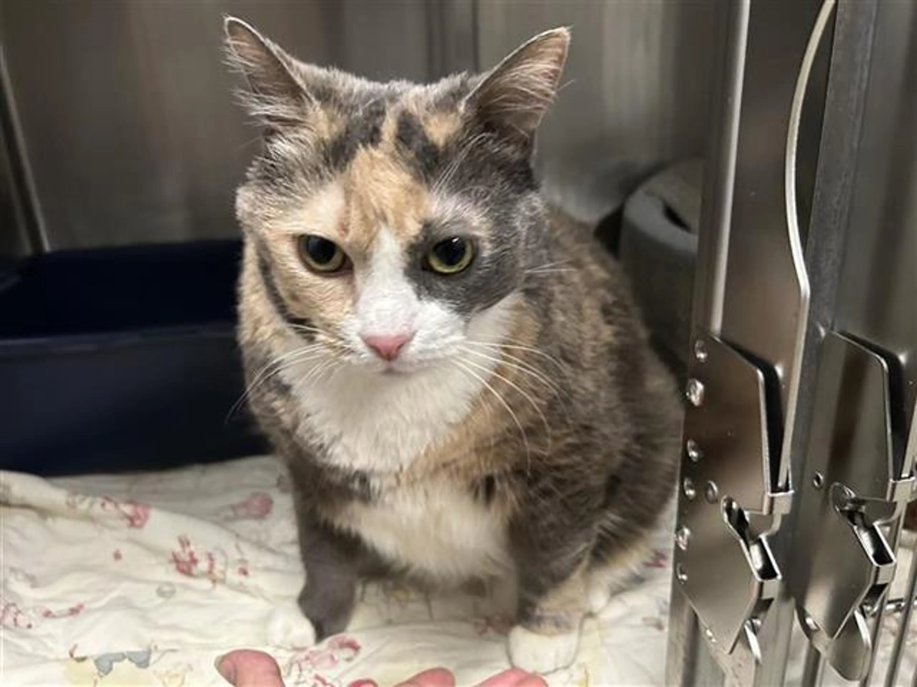 Found pet