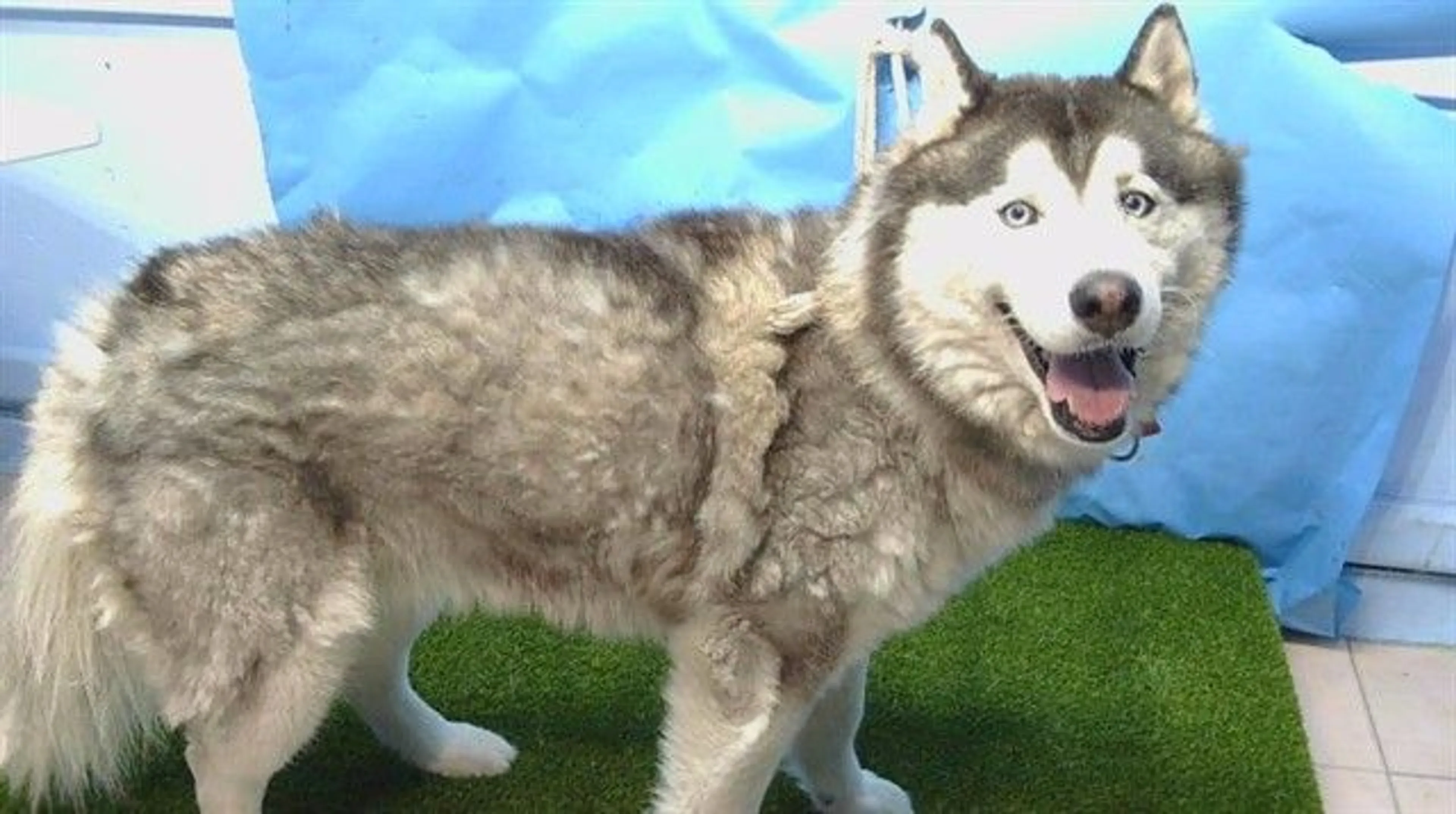 Found pet