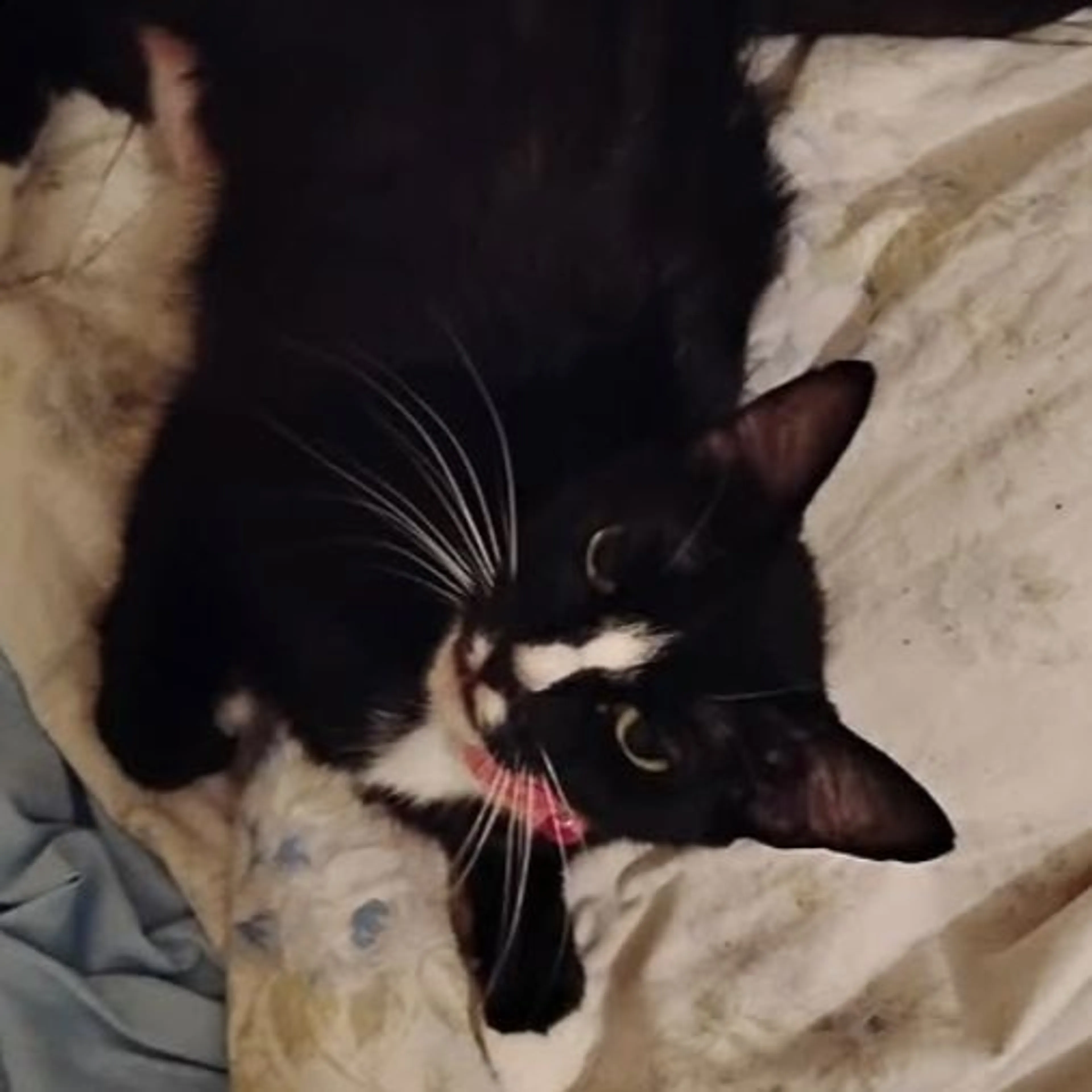 Lost pet