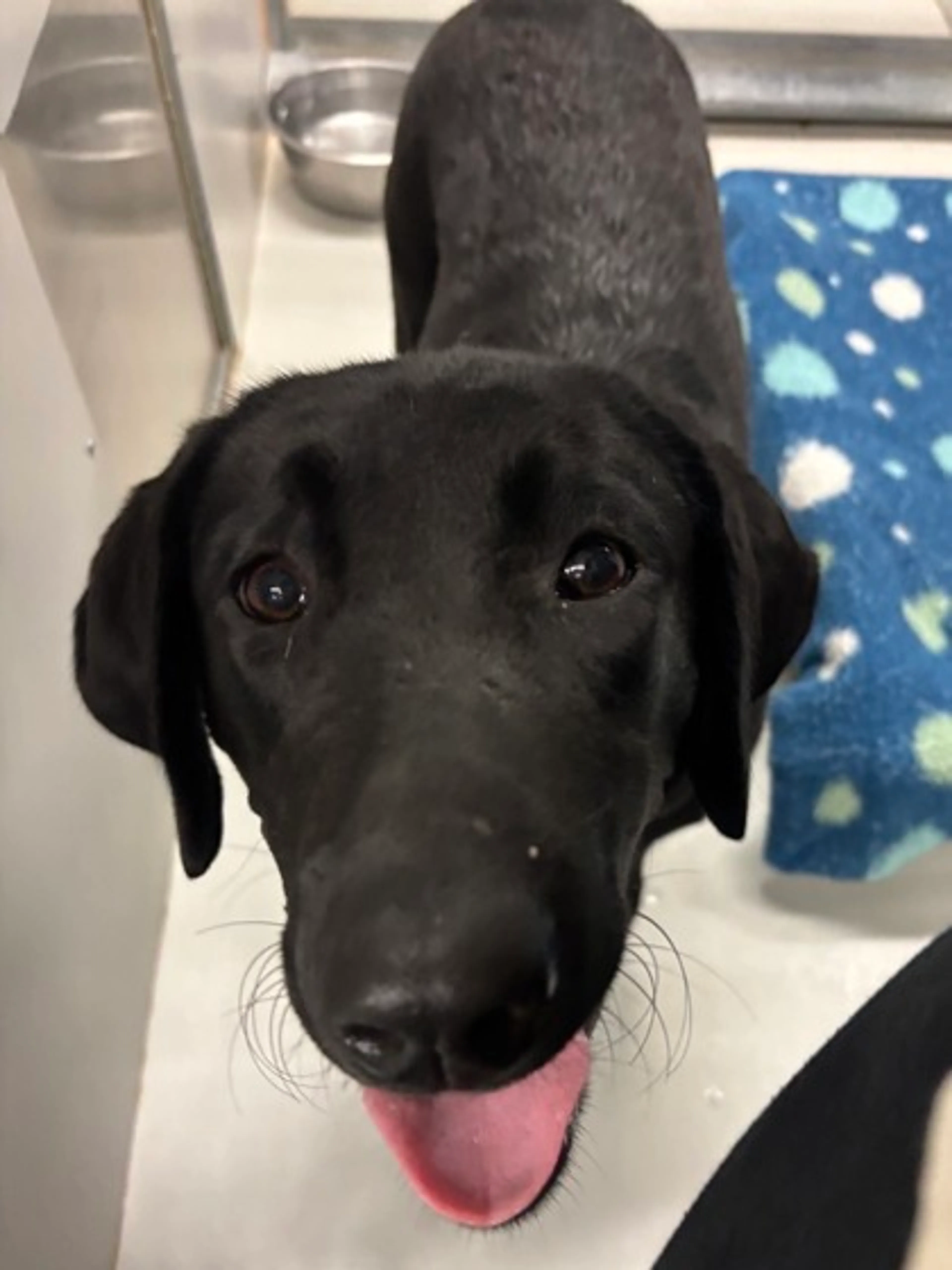 Found pet