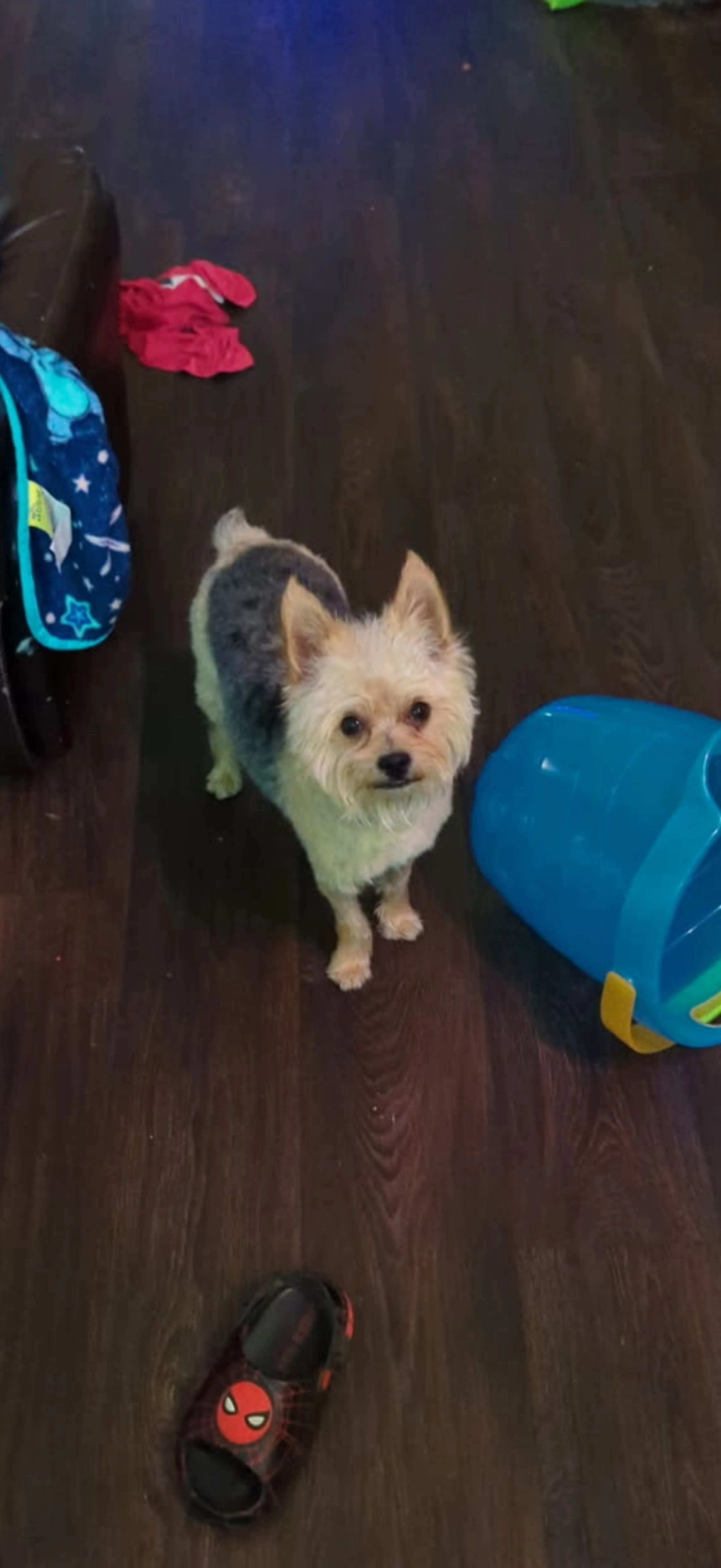 Lost pet