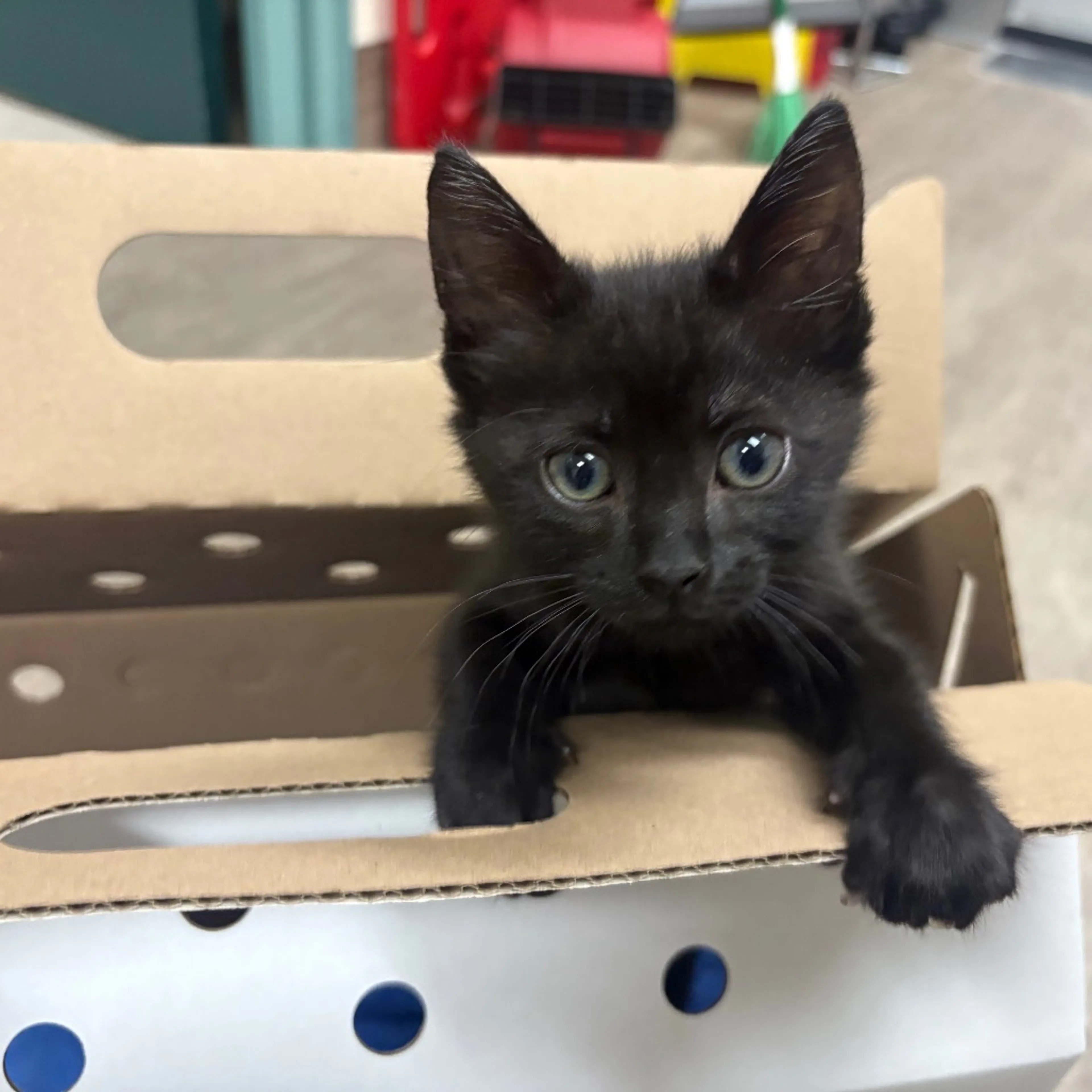 Found pet