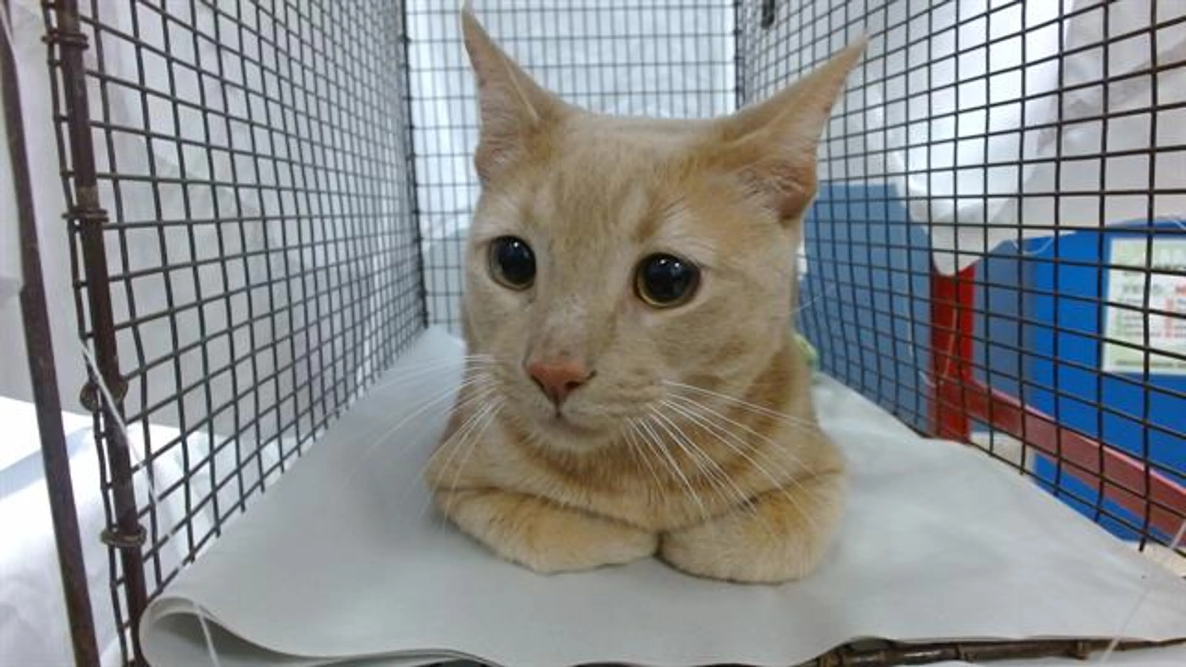 Found pet