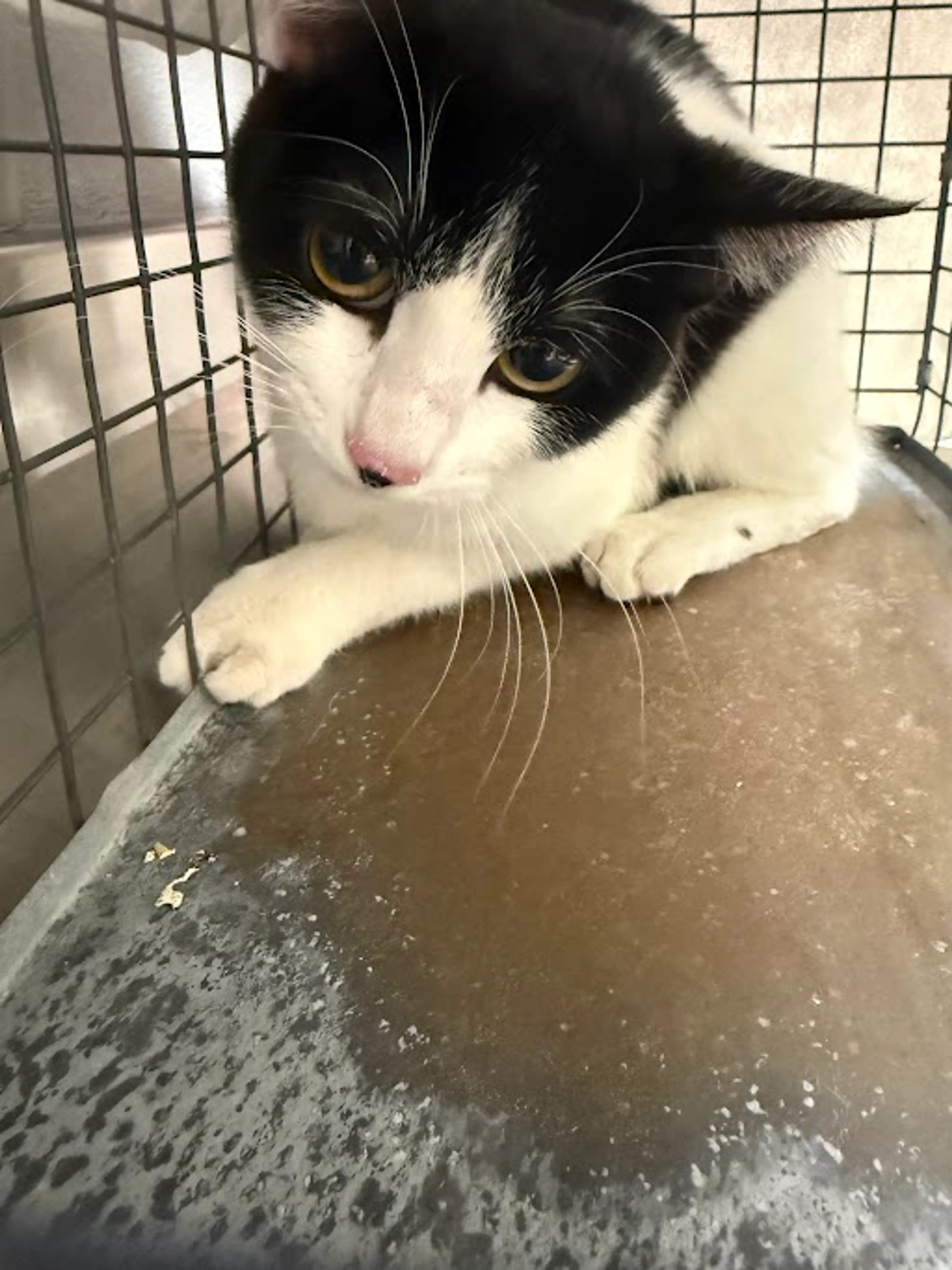 Found pet