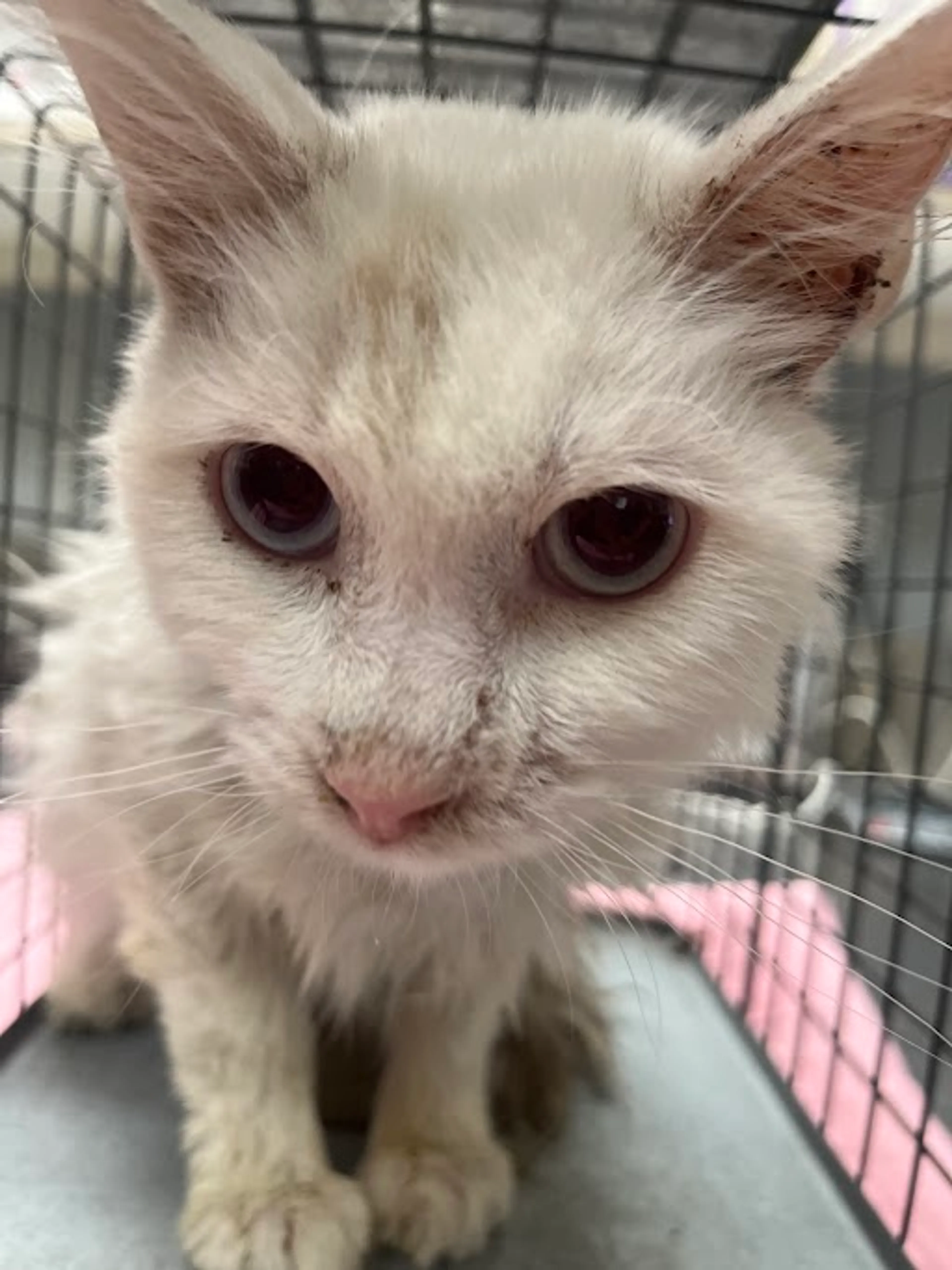 Found pet
