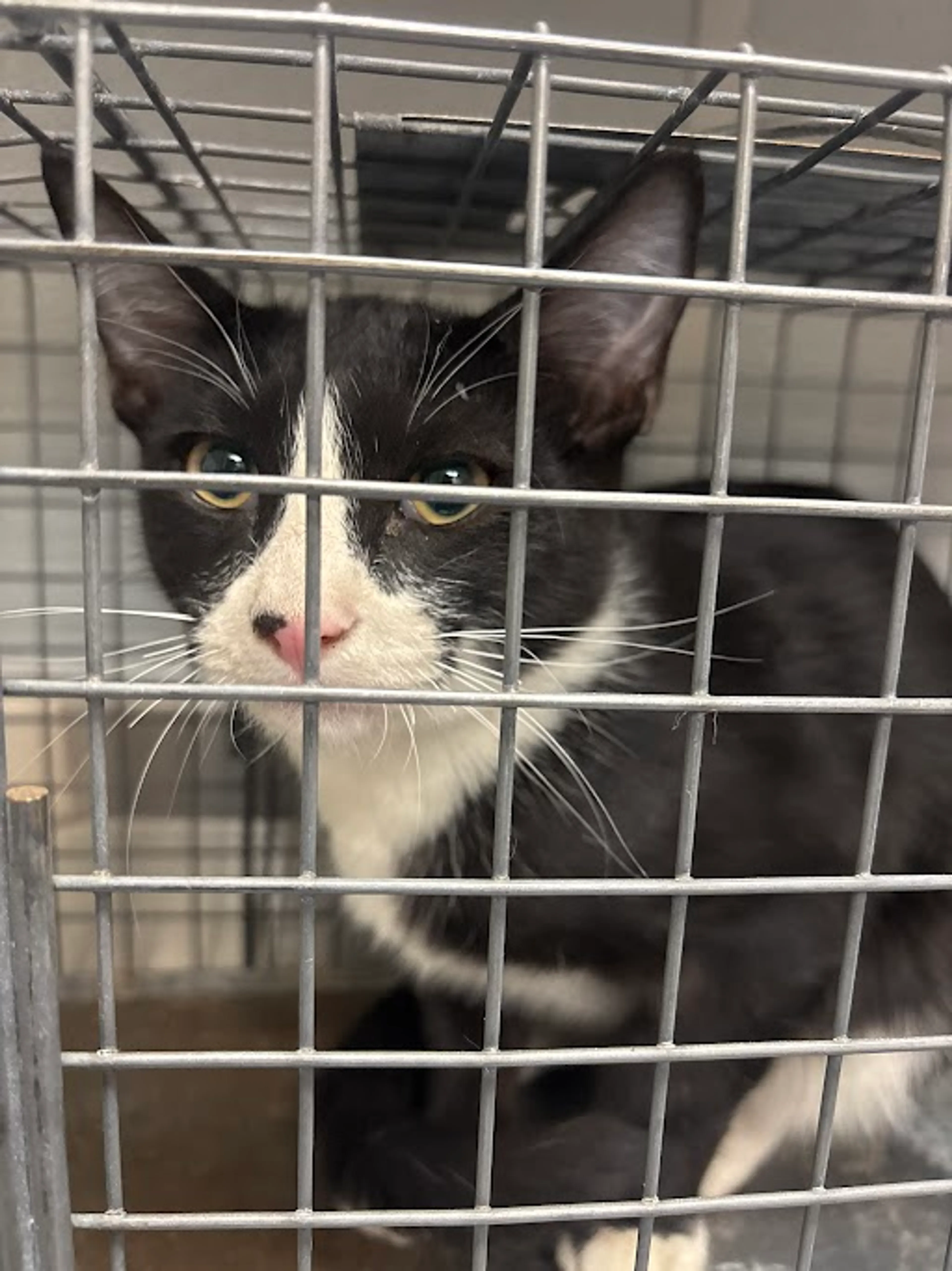 Found pet