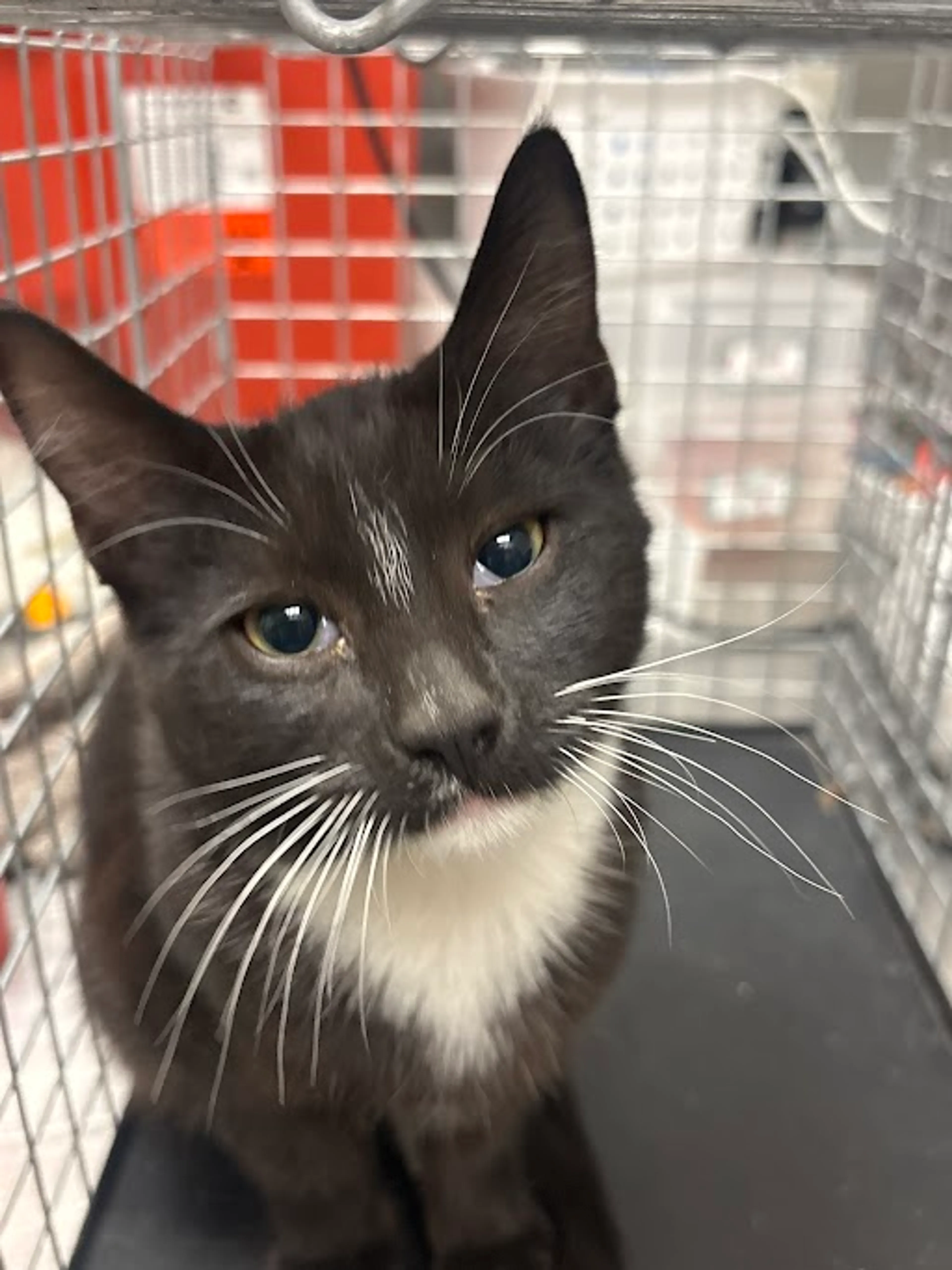 Found pet