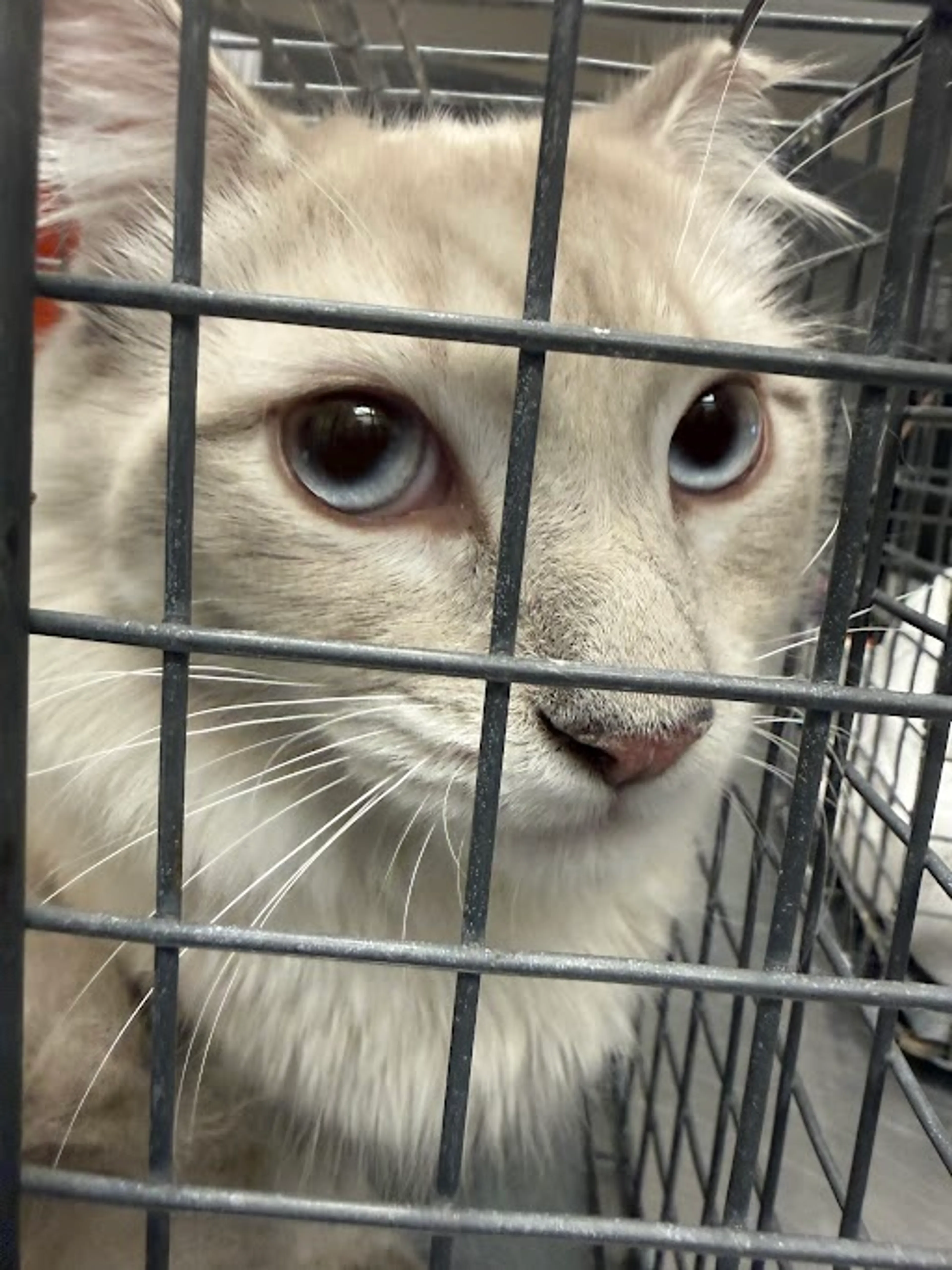 Found pet