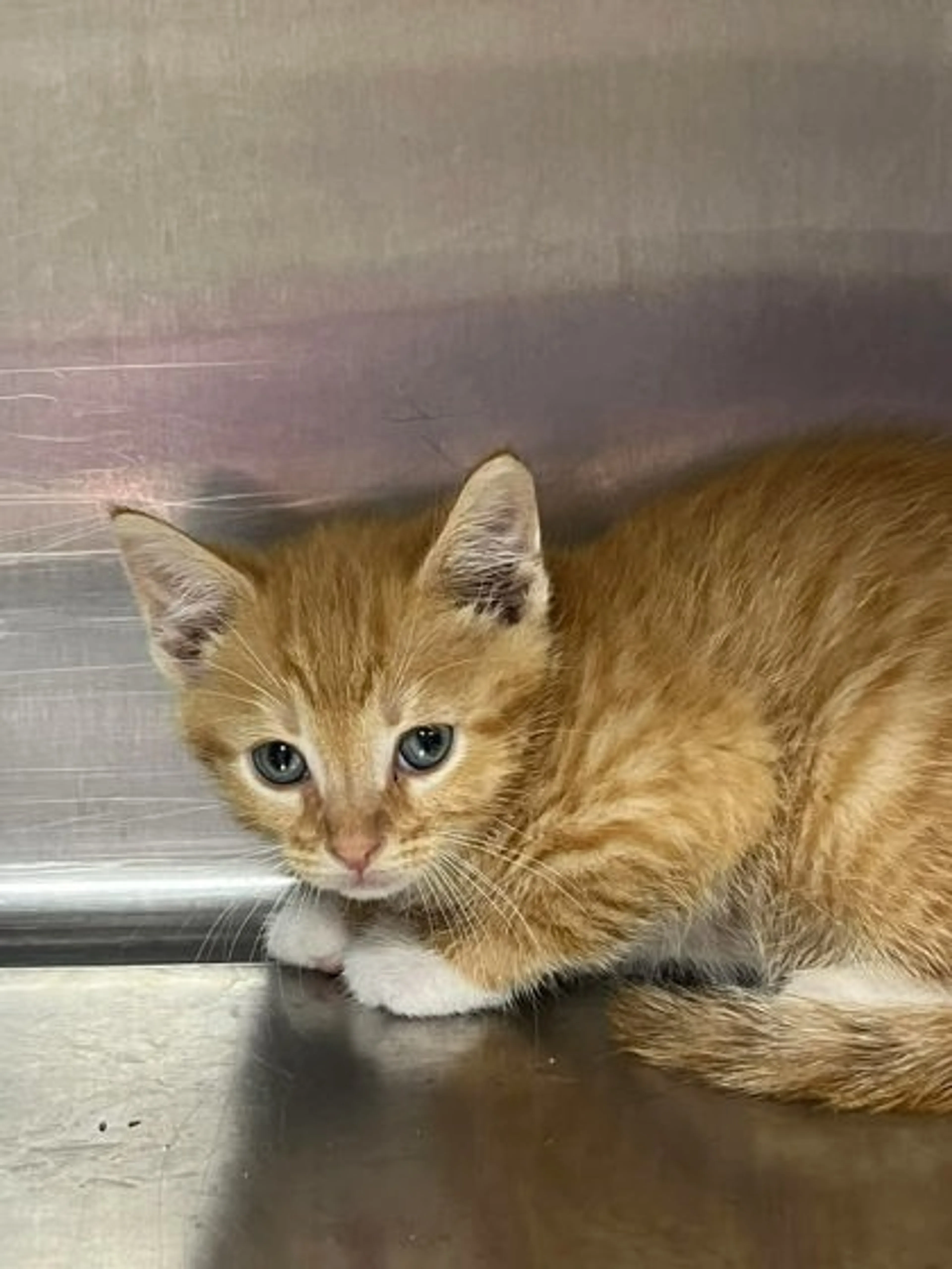 Found pet