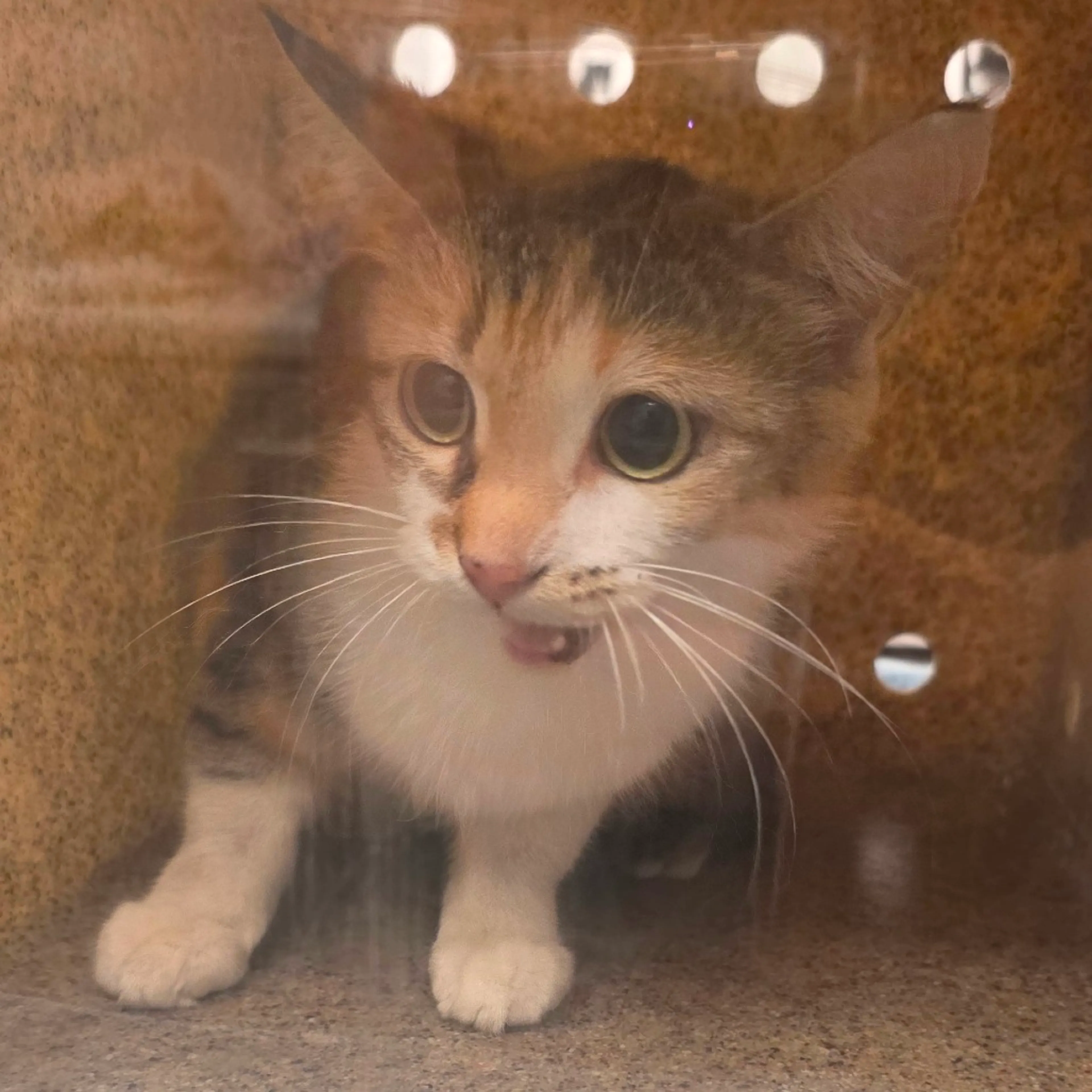 Found pet