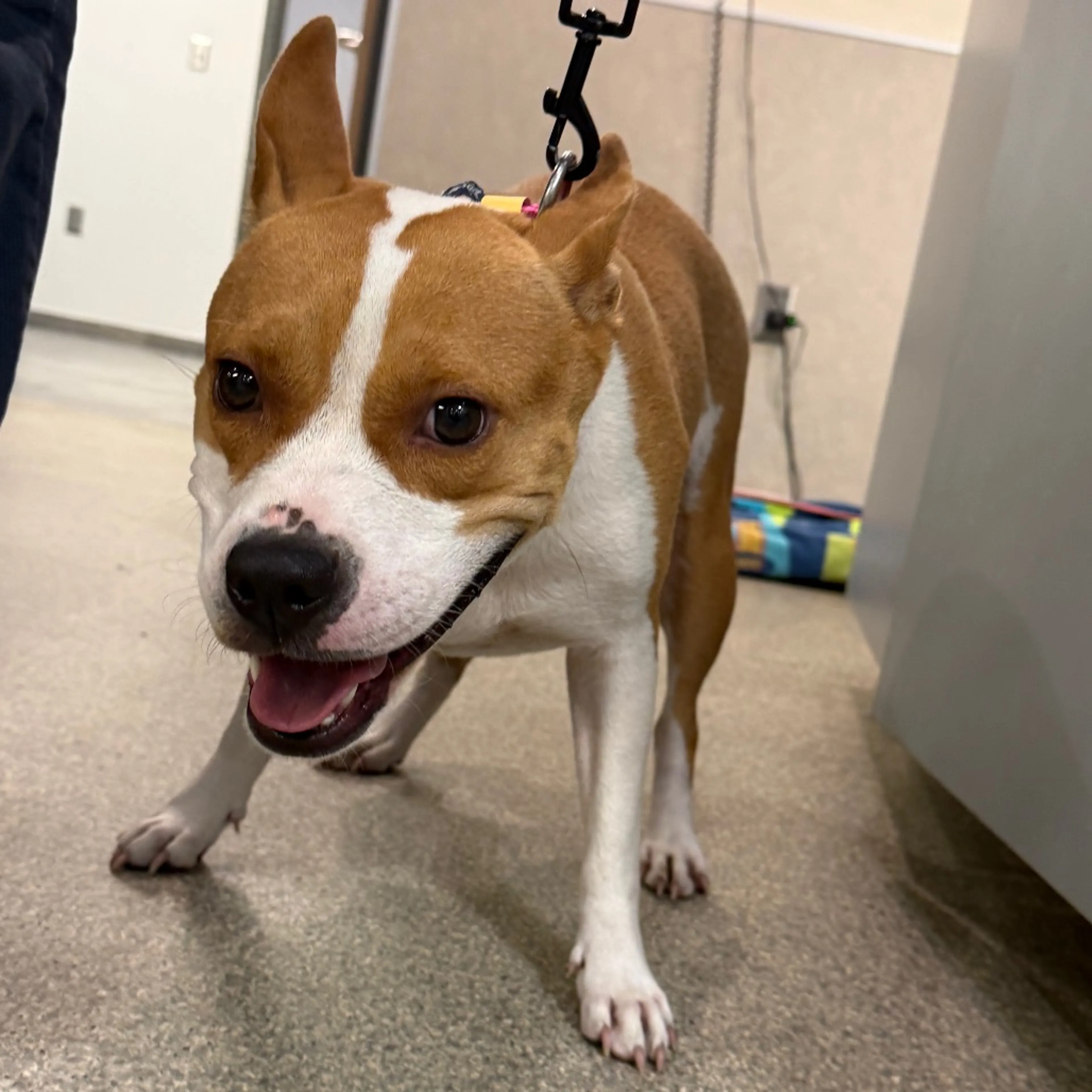 Found pet