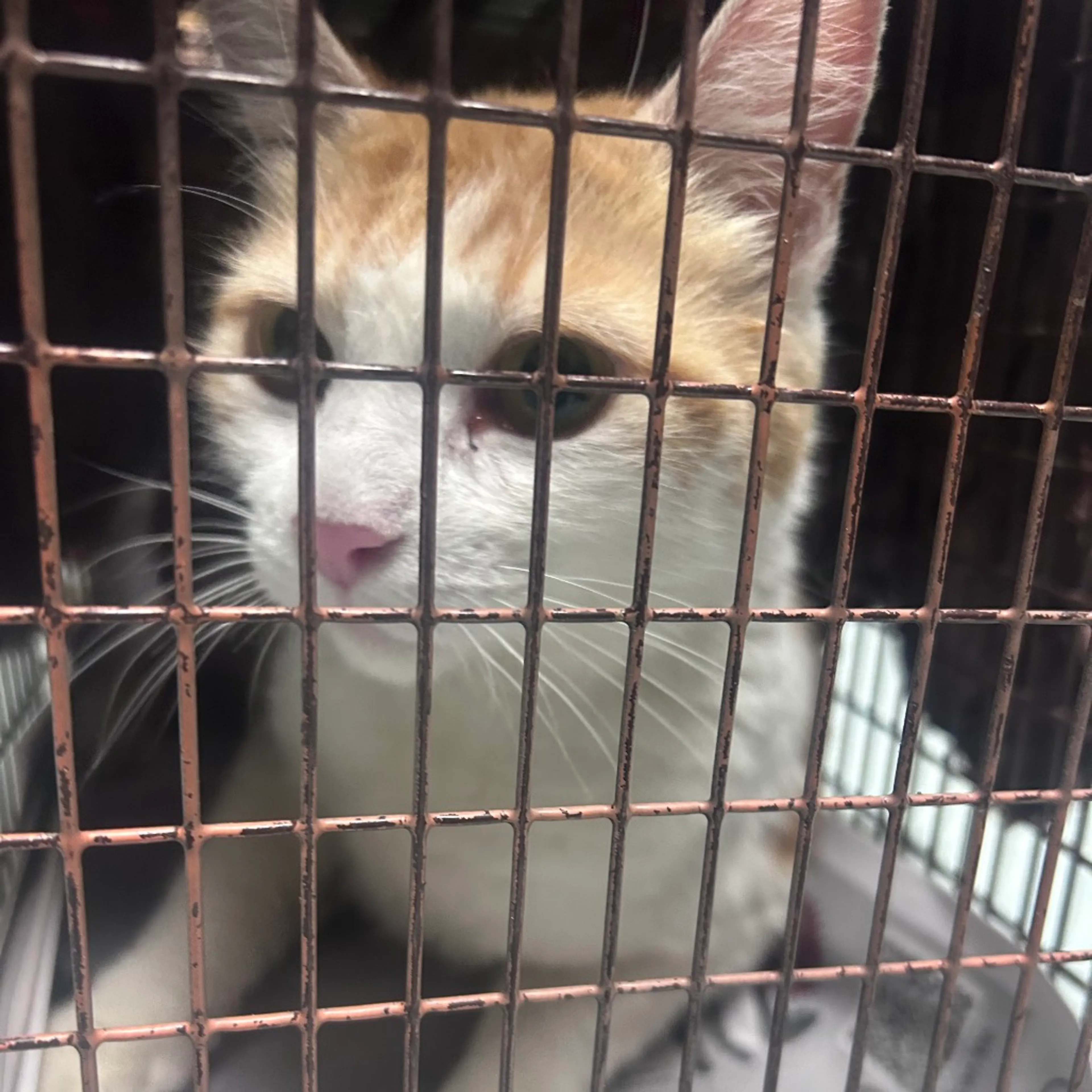 Found pet-1
